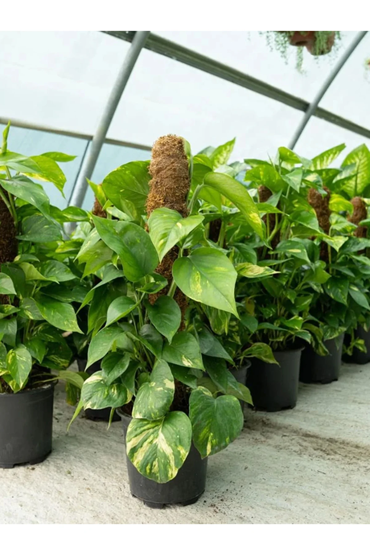 Büyük Boy Pothos Salon Sarmaşığı Patos Sarmaşığı 100 - 120Cm
