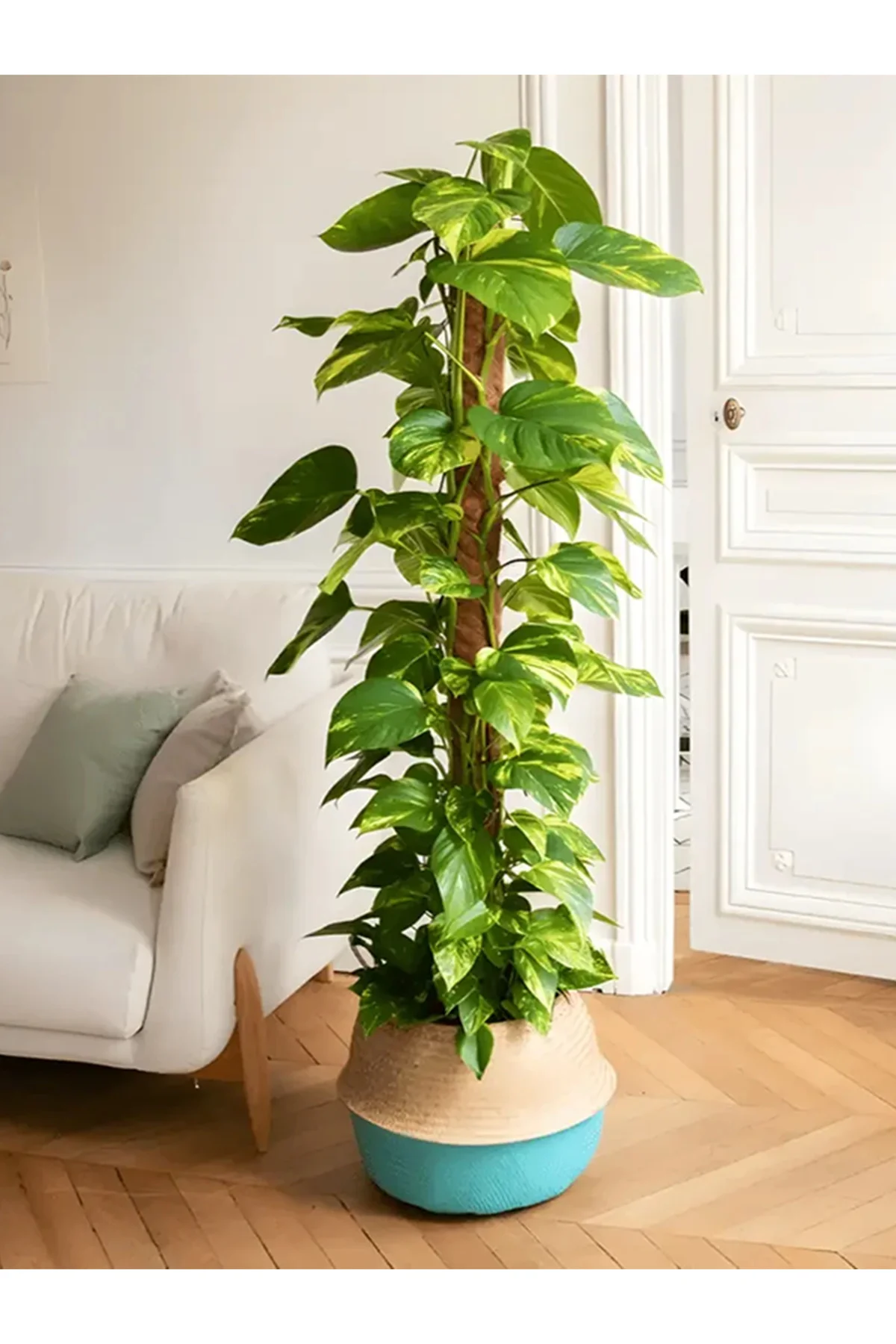 Büyük Boy Pothos Salon Sarmaşığı Patos Sarmaşığı 100 - 120Cm