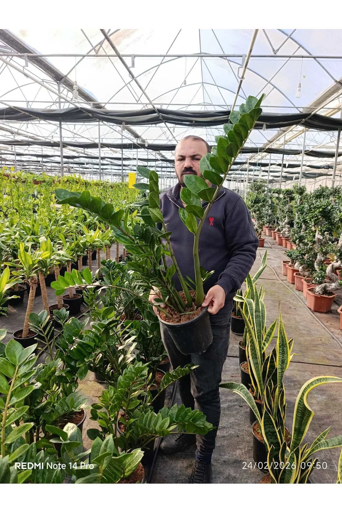 Büyük Boy Zamioculcas ZZ Bitkisi – Zamia Salon Çiçeği Canlı Dekor