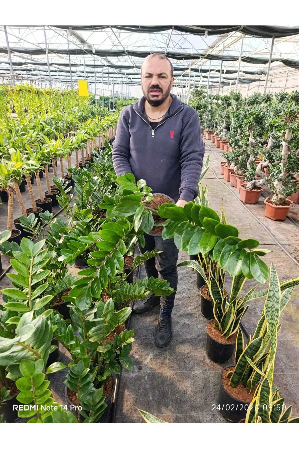 Büyük Boy Zamioculcas ZZ Bitkisi – Zamia Salon Çiçeği Canlı Dekor