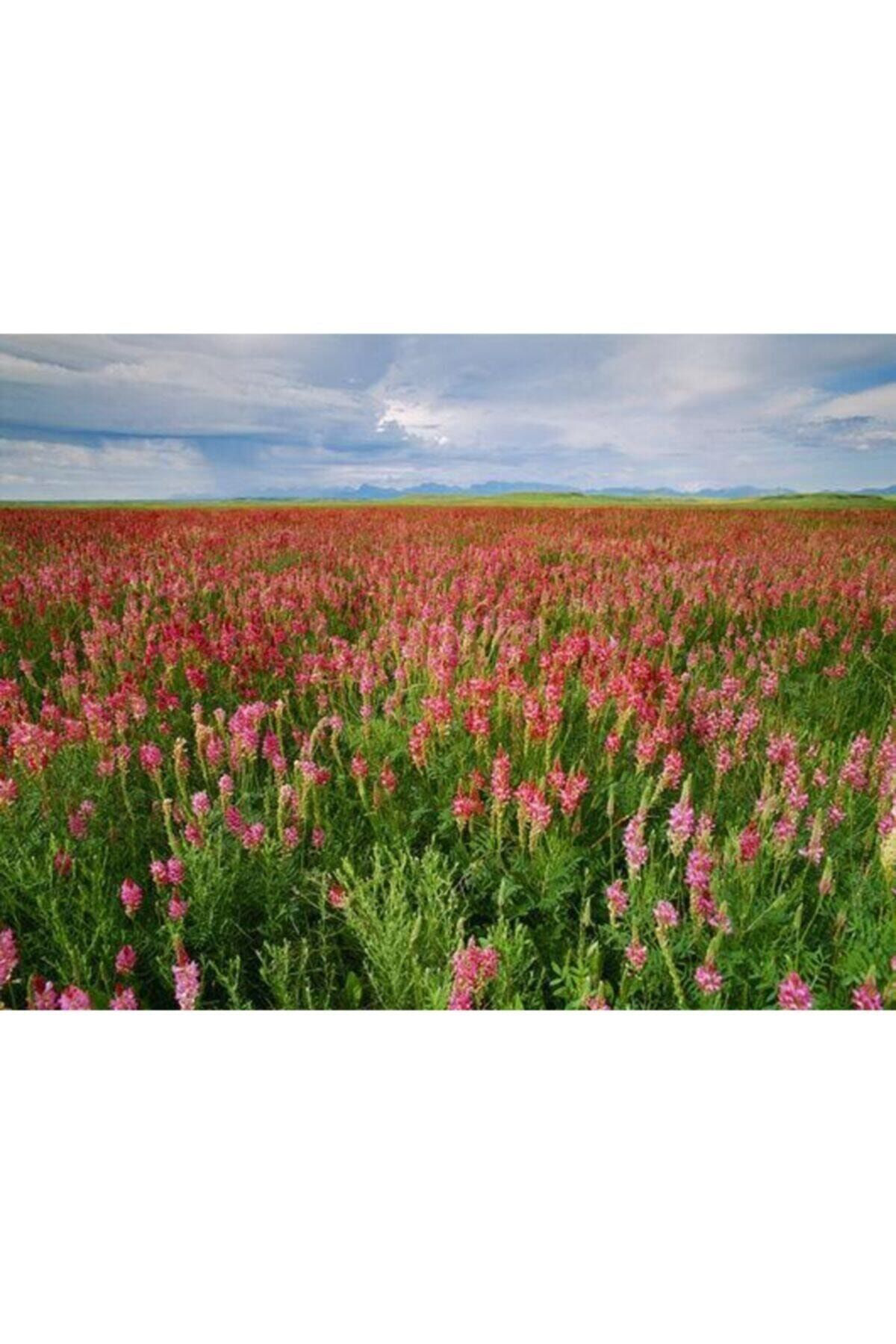 Büyükbaş Hayvan Yemi Korunga Tohumu (2000 Adet)