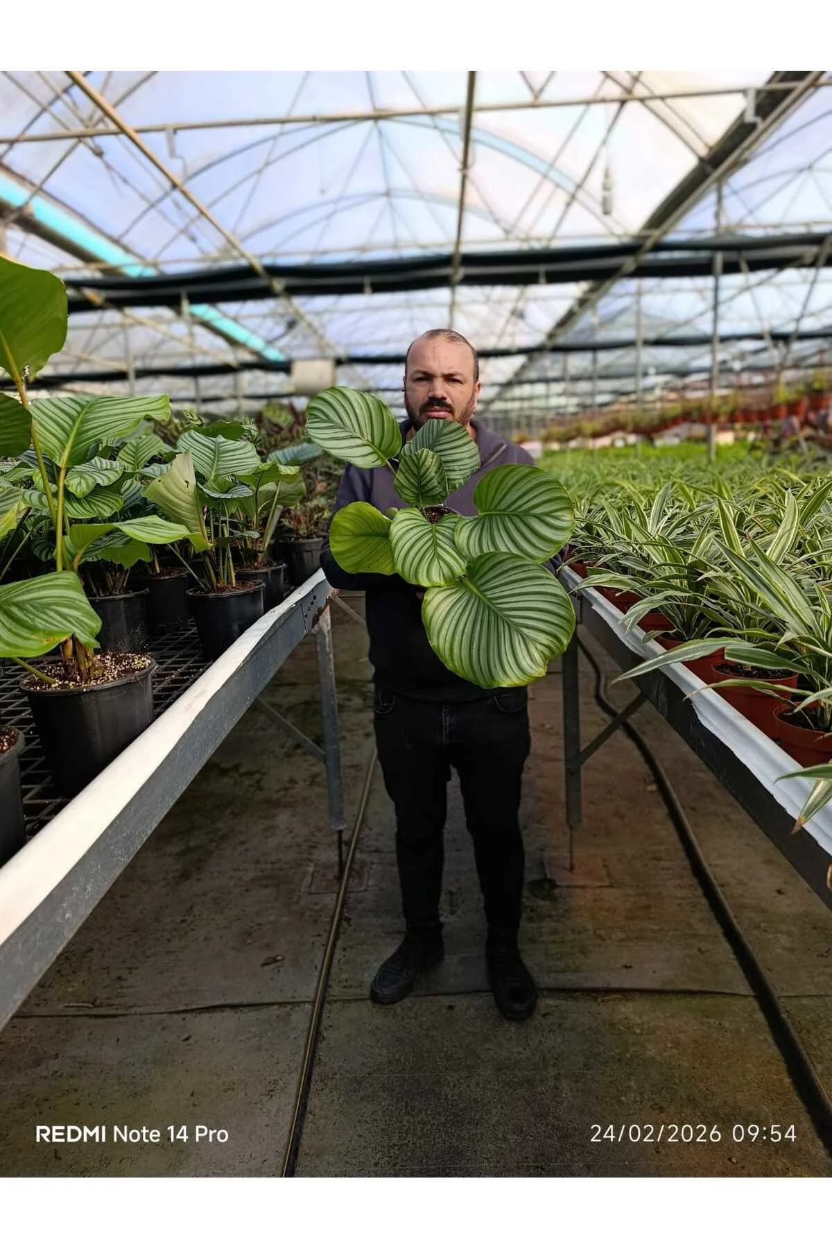 Calathea Orbifolia Dua Çiçeği – Büyük Yapraklı Dekoratif Canlı Sa