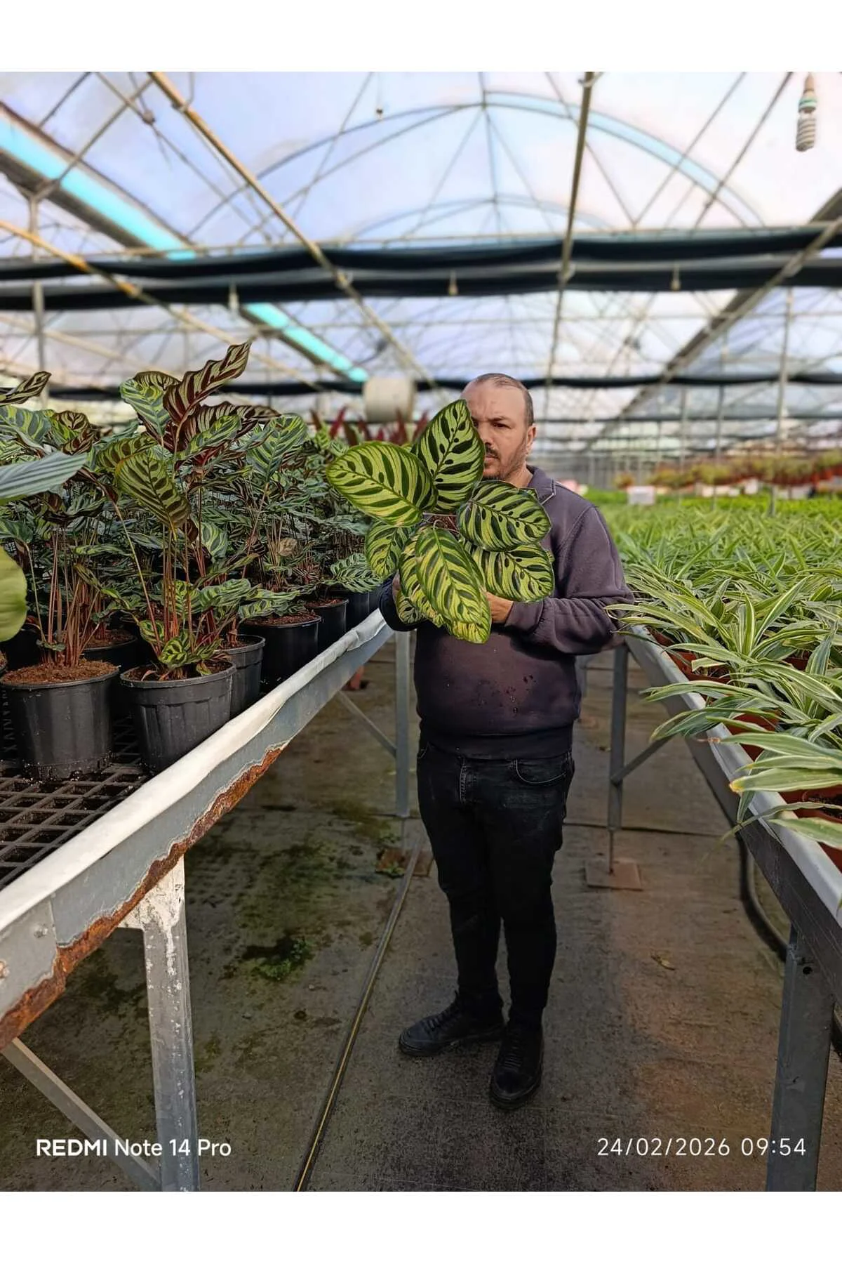 Calathea Orbifolia Dua Çiçeği – Büyük Yapraklı Dekoratif Canlı Sa