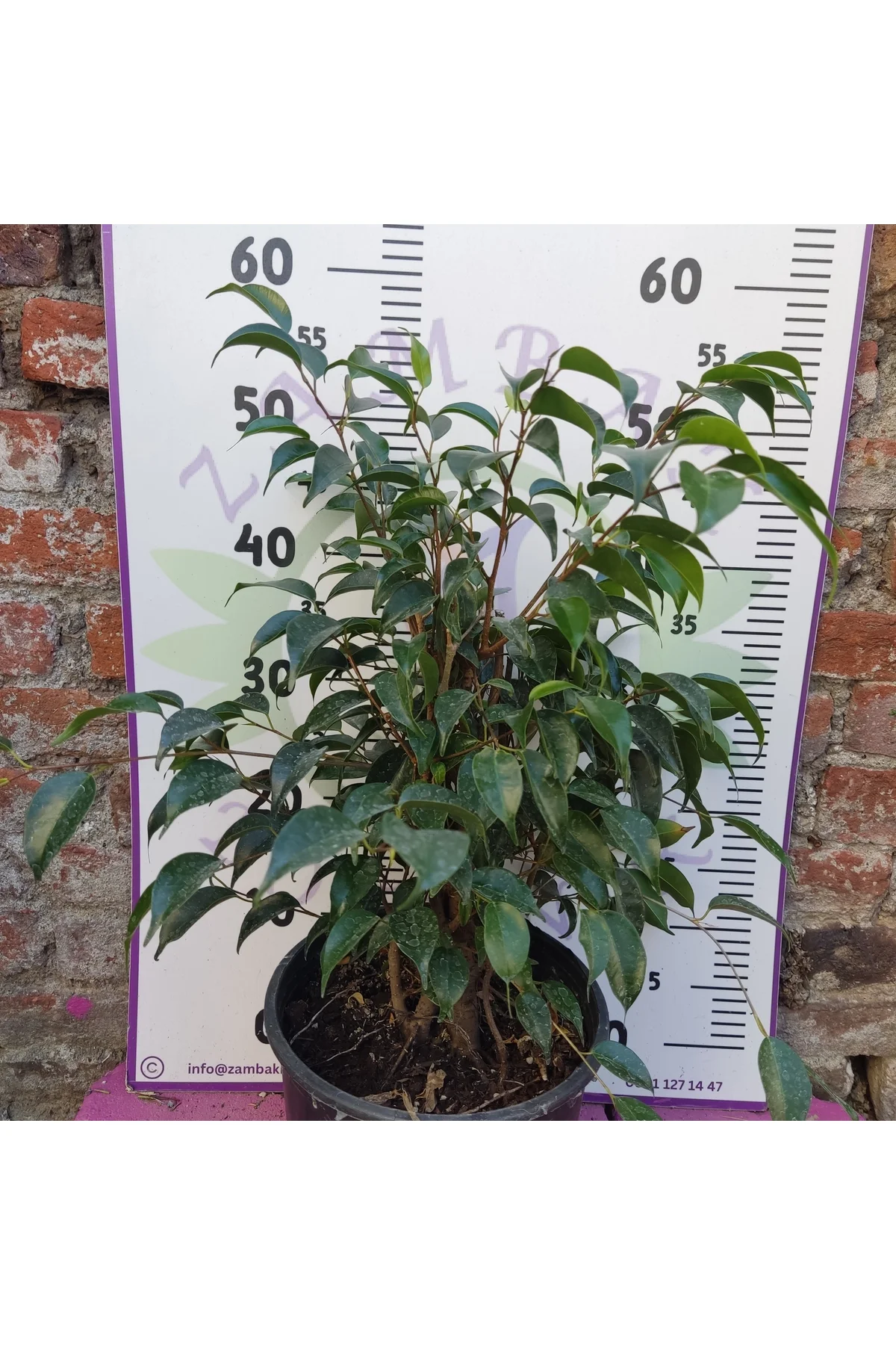 Canlı Benjamin (Ficus benjamina) - Zarif ve Estetik Ofis ve ev bitkisi (İç mekan) - Görsel 2