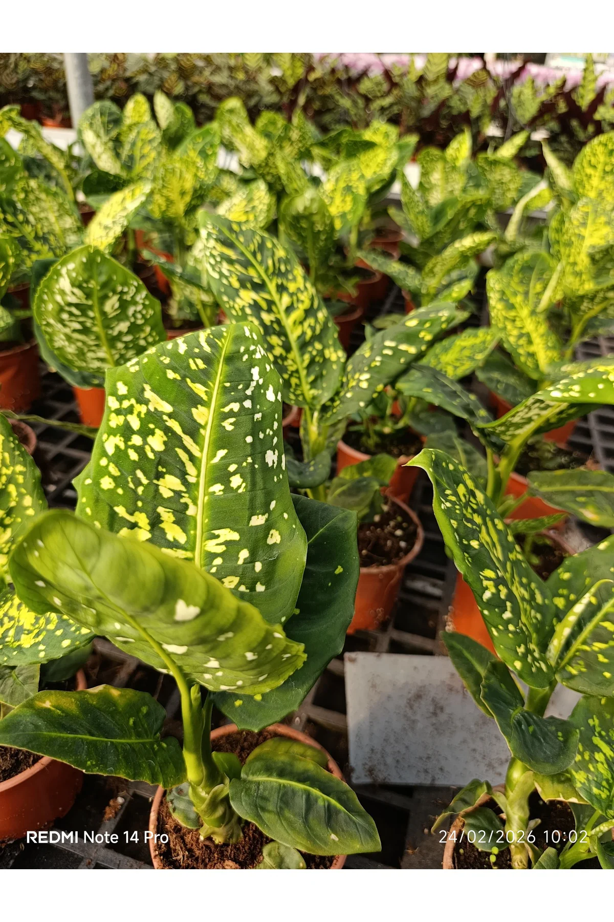 Canlı Camilla Compacta Bitkisi – Dekoratif Yeşil Yapraklı Salon Ç