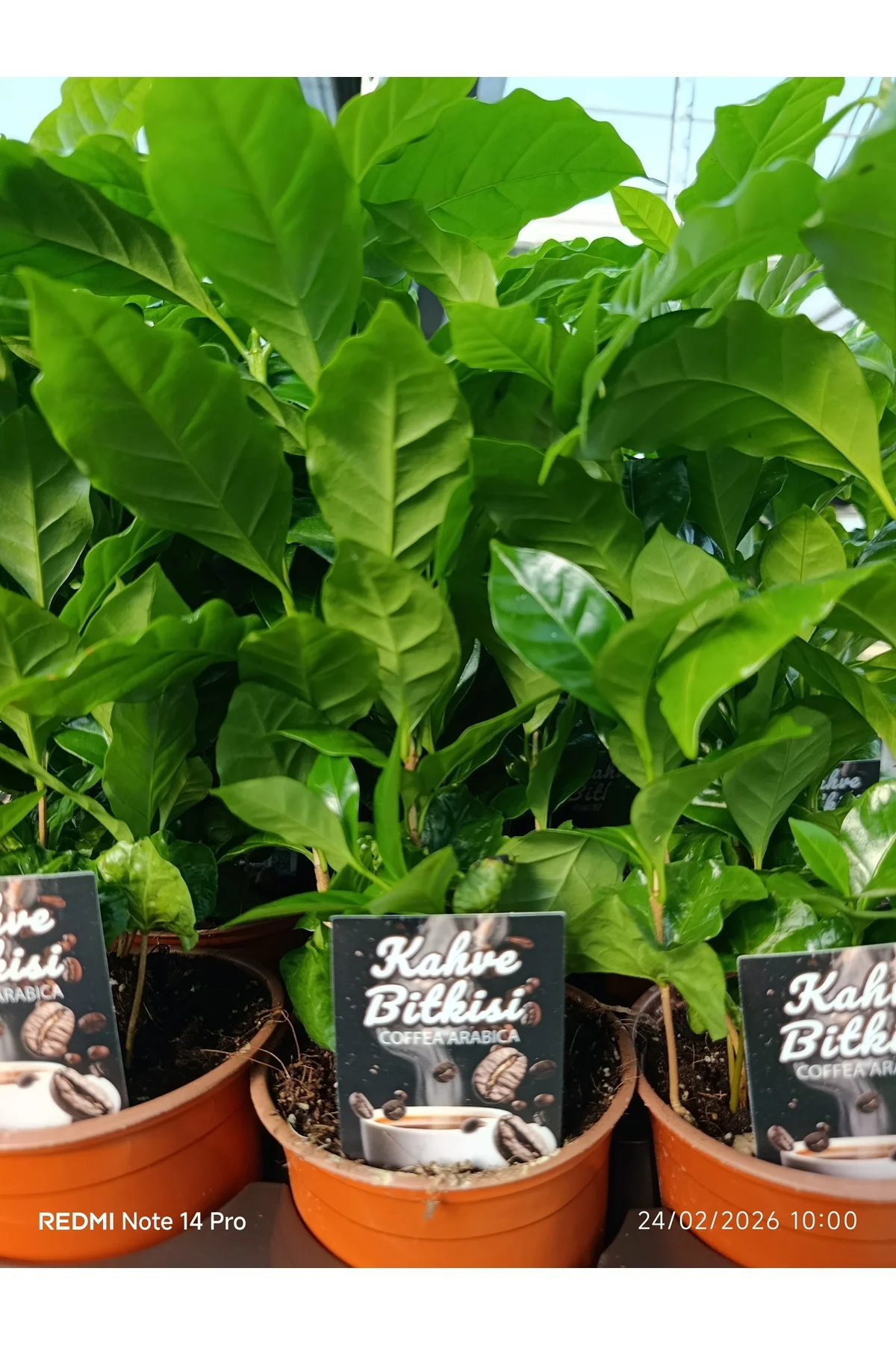 Canlı Kahve Bitkisi bol köklü Coffea Arabica Saksı Çiçeği | Dekor