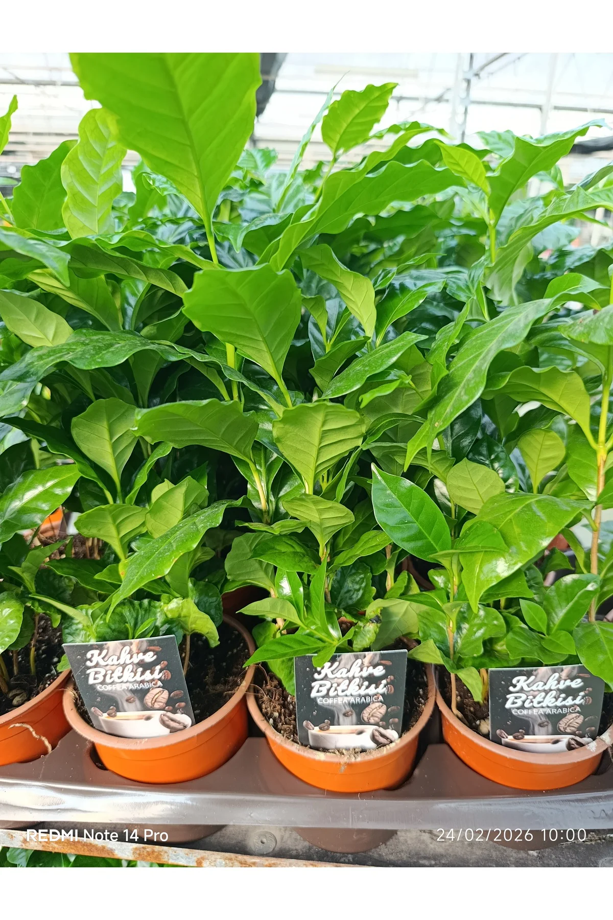 Canlı Kahve Bitkisi bol köklü Coffea Arabica Saksı Çiçeği | Dekor
