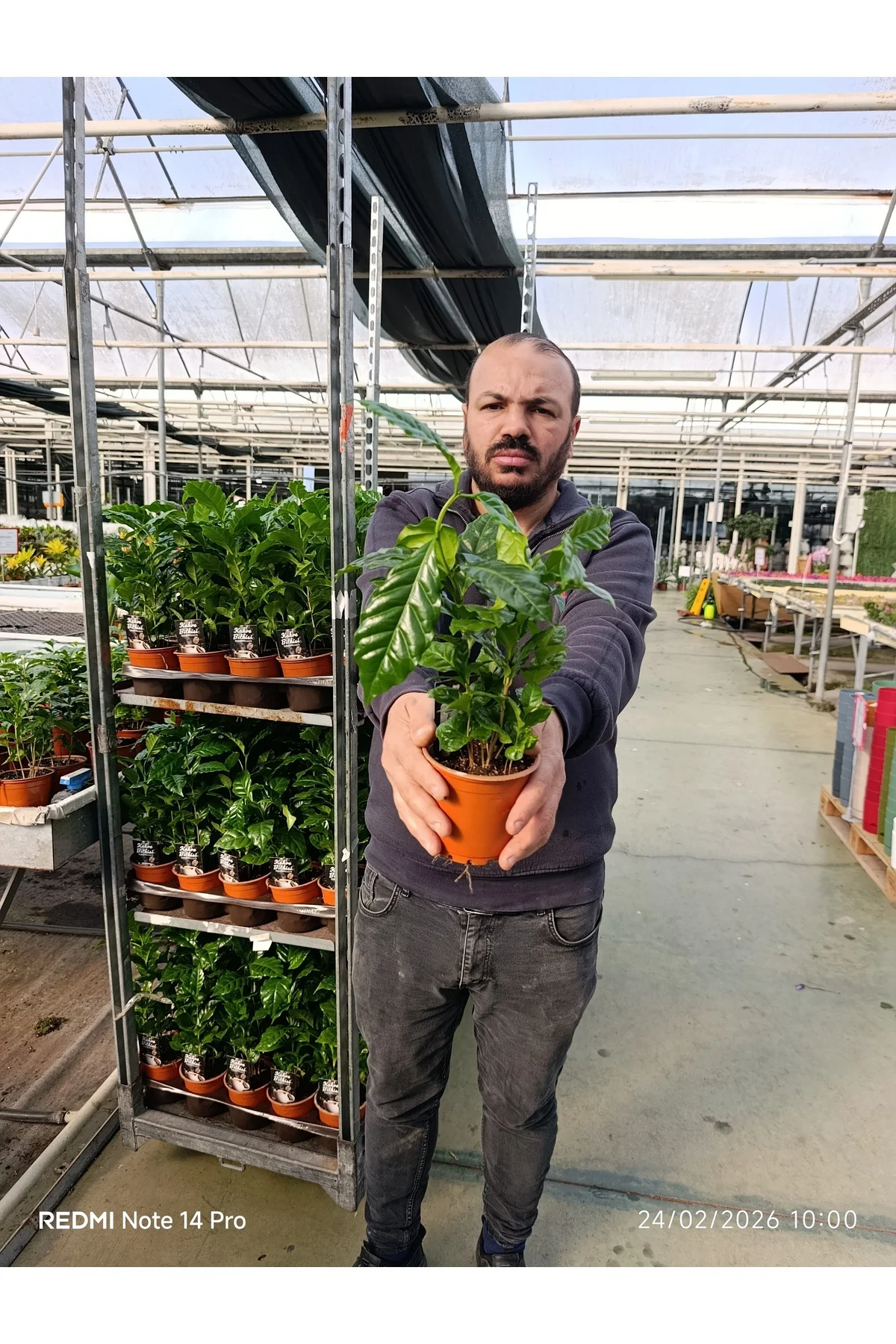 Canlı Kahve Bitkisi bol köklü Coffea Arabica Saksı Çiçeği | Dekor
