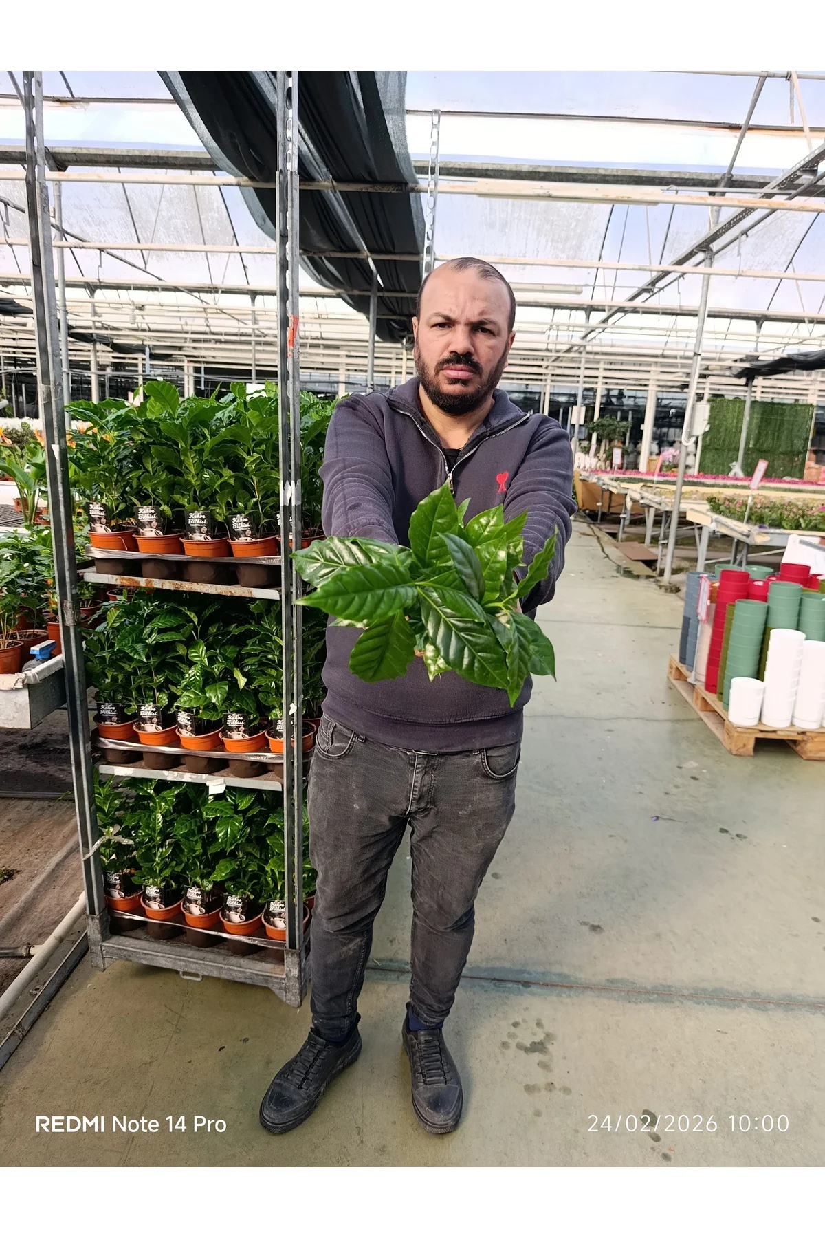 Canlı Kahve Bitkisi bol köklü Coffea Arabica Saksı Çiçeği | Dekor