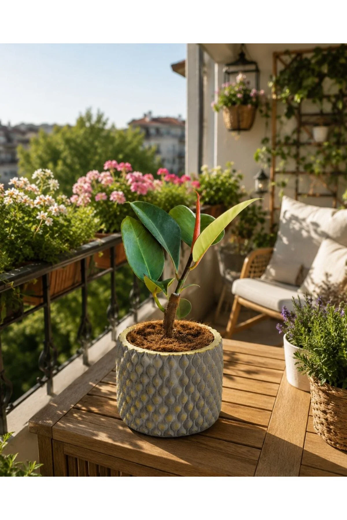 Canlı Kauçuk Ficus Elastica