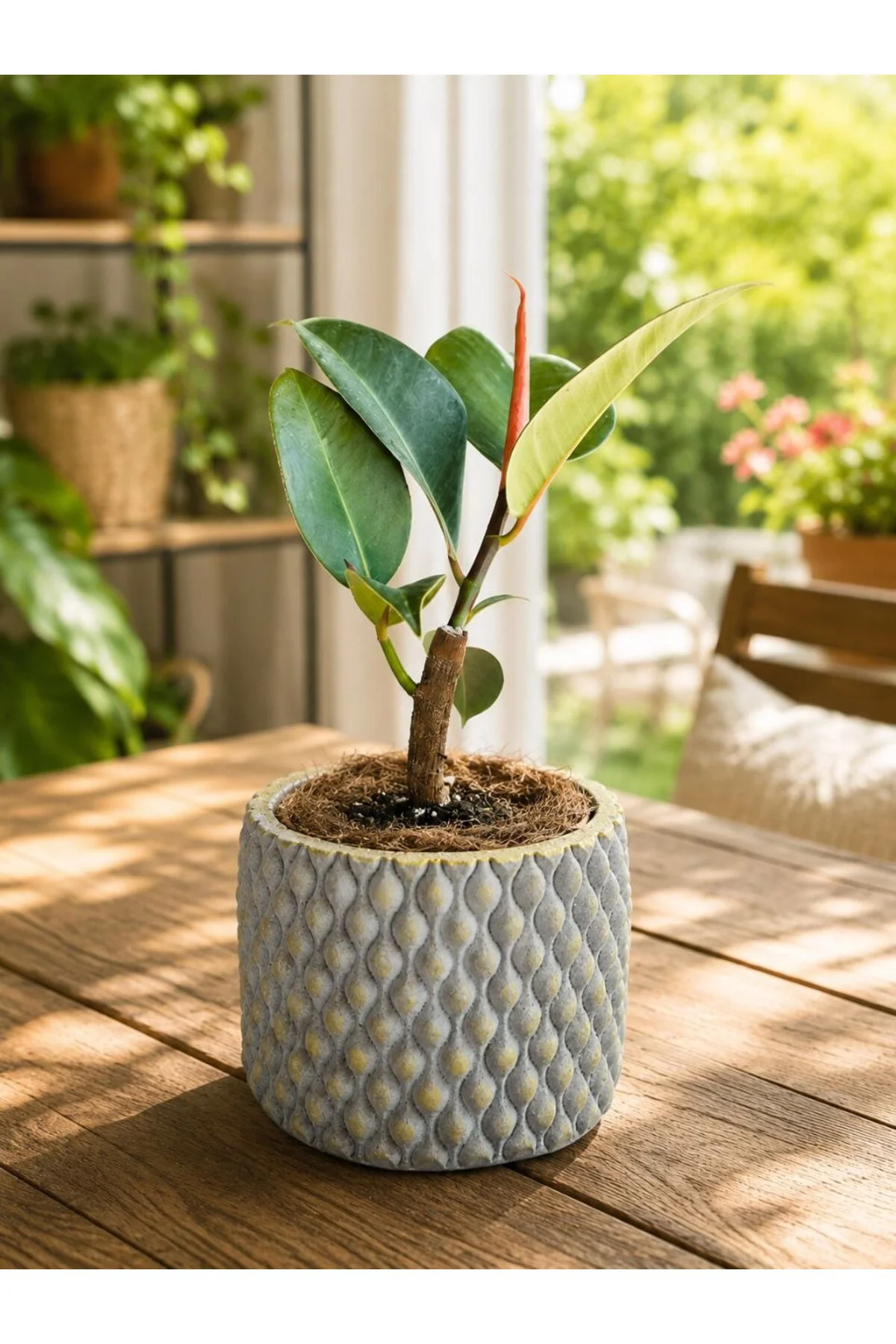 Canlı Kauçuk Ficus Elastica