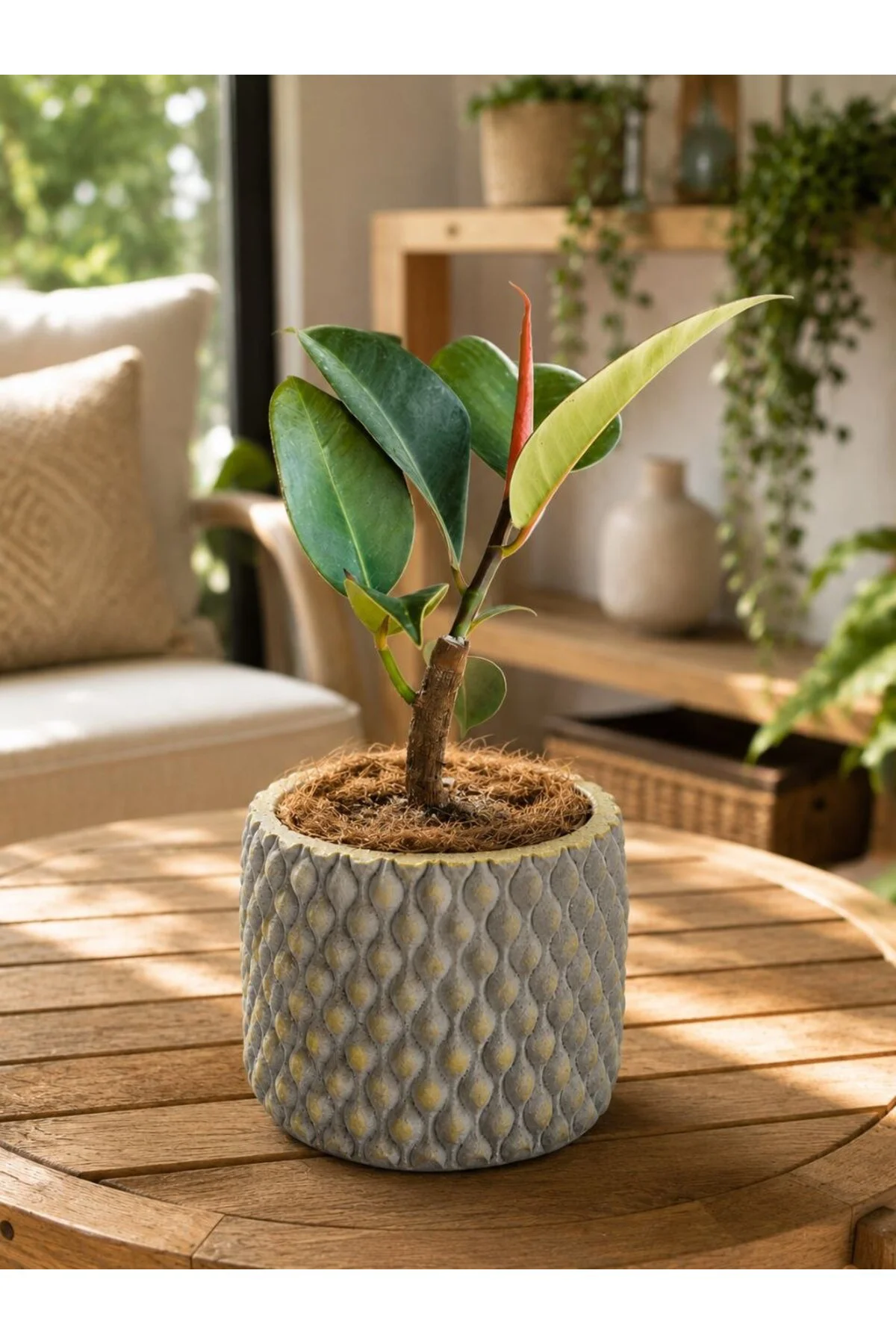 Canlı Kauçuk Ficus Elastica
