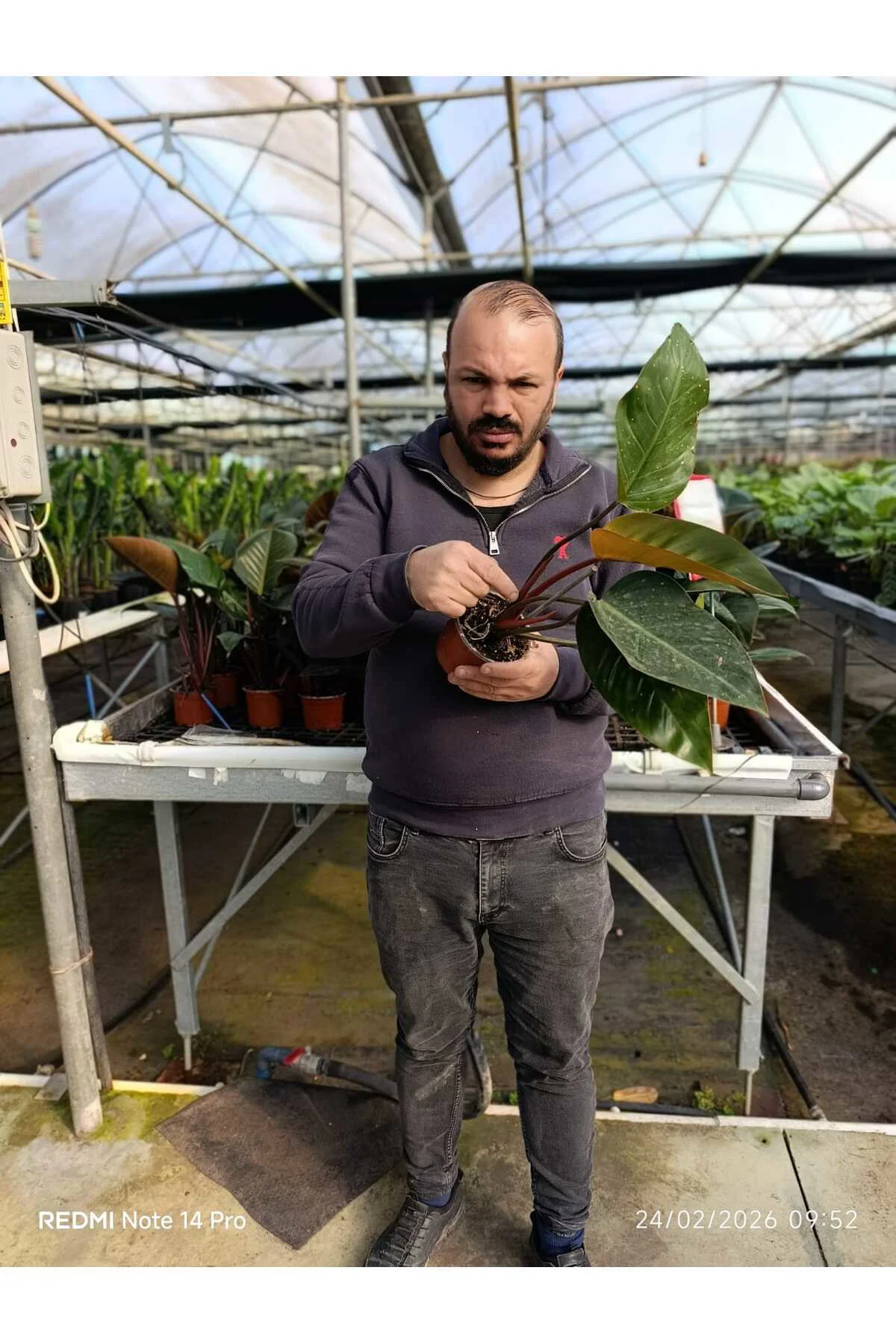 Canlı Philodendron Imperial Red – Bordo Yapraklı Dekoratif Salon 
