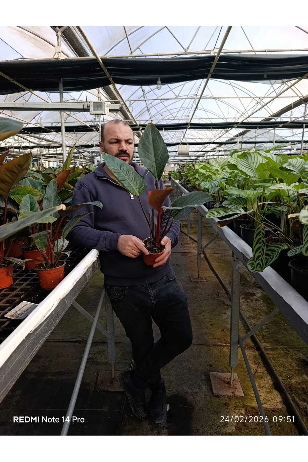 Canlı Philodendron Imperial Red – Bordo Yapraklı Dekoratif Salon 