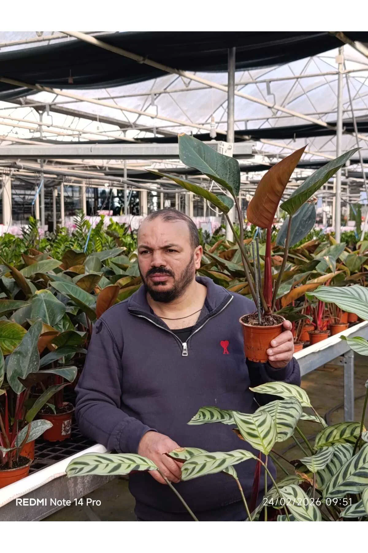 Canlı Philodendron Imperial Red – Bordo Yapraklı Dekoratif Salon 