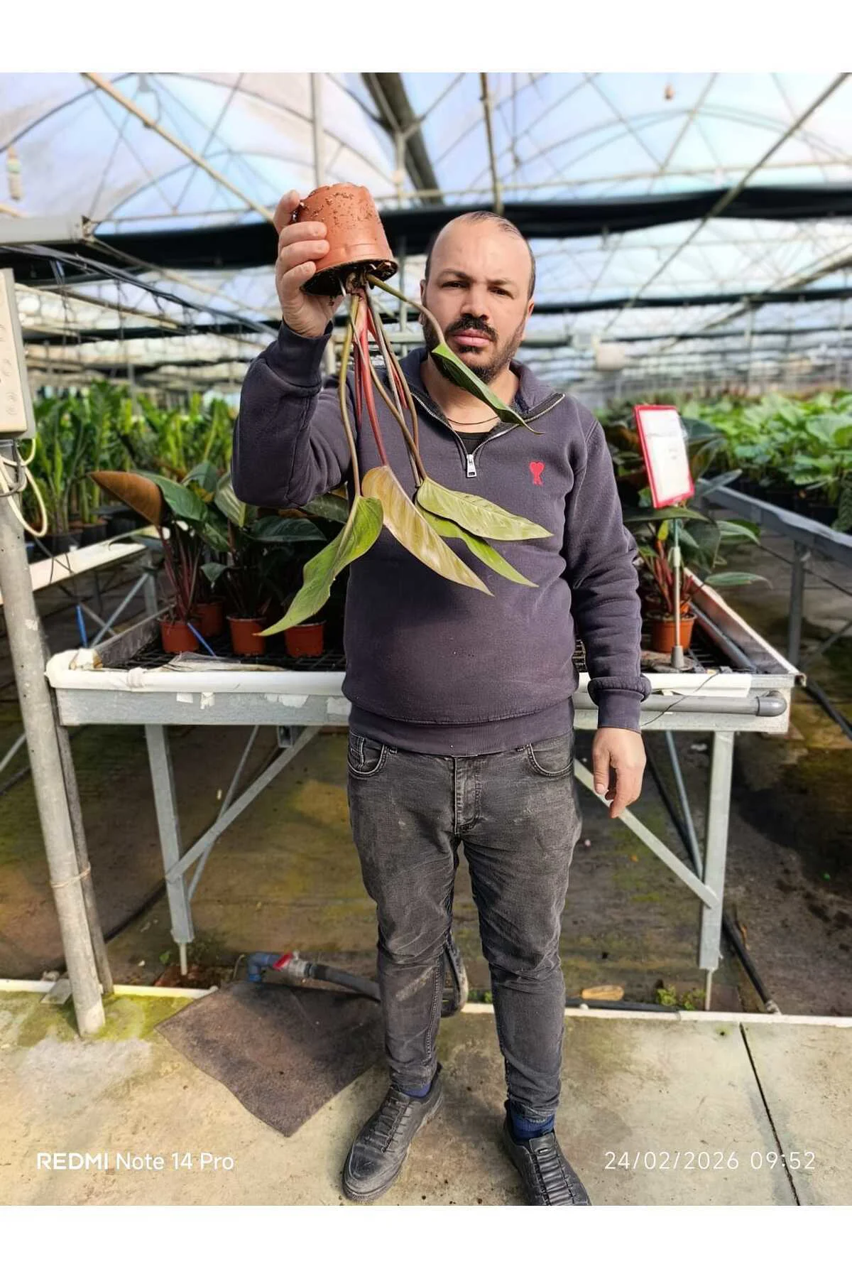 Canlı Philodendron Imperial Red – Bordo Yapraklı Dekoratif Salon 