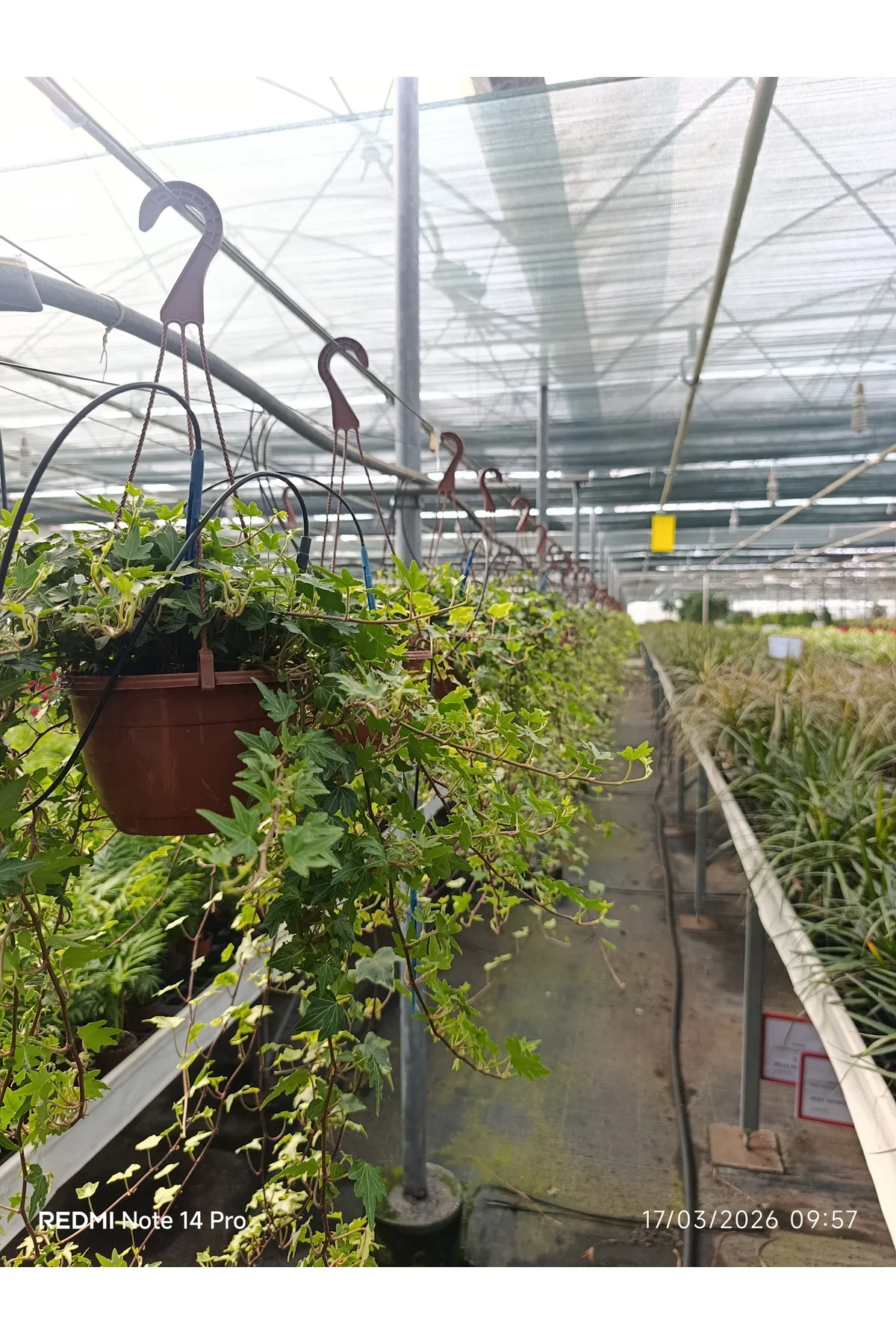 Canlı Sarkan Sarmaşık (Hedera Helix) Askılı Saksıda - Ev & Ofis D