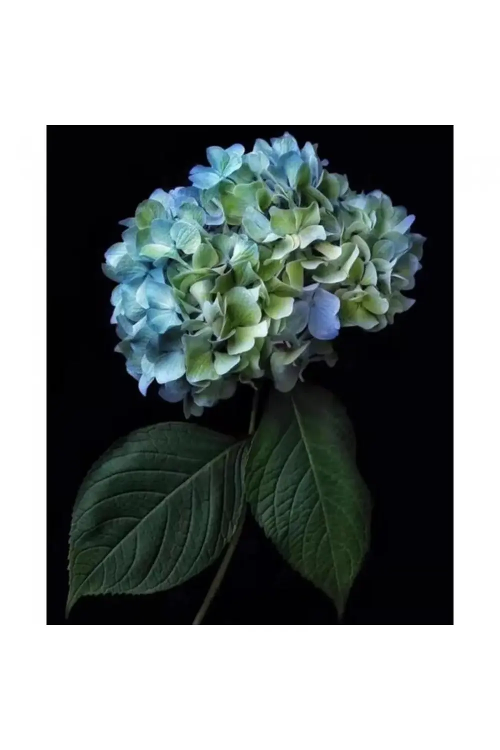 Canvas Cennet 2 Çiçeği Sayılarla Boyama Seti Kasnaklı