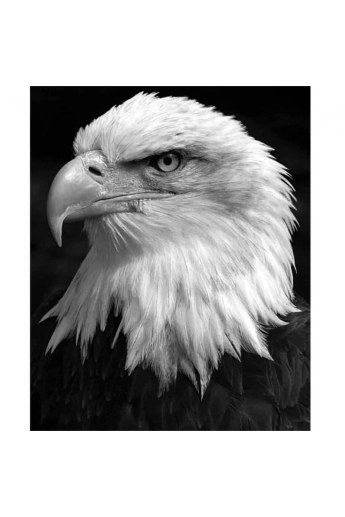 Canvas Kartal Sayılarla Boyama Seti KASNAKLI DUVARA ASILABİLİR