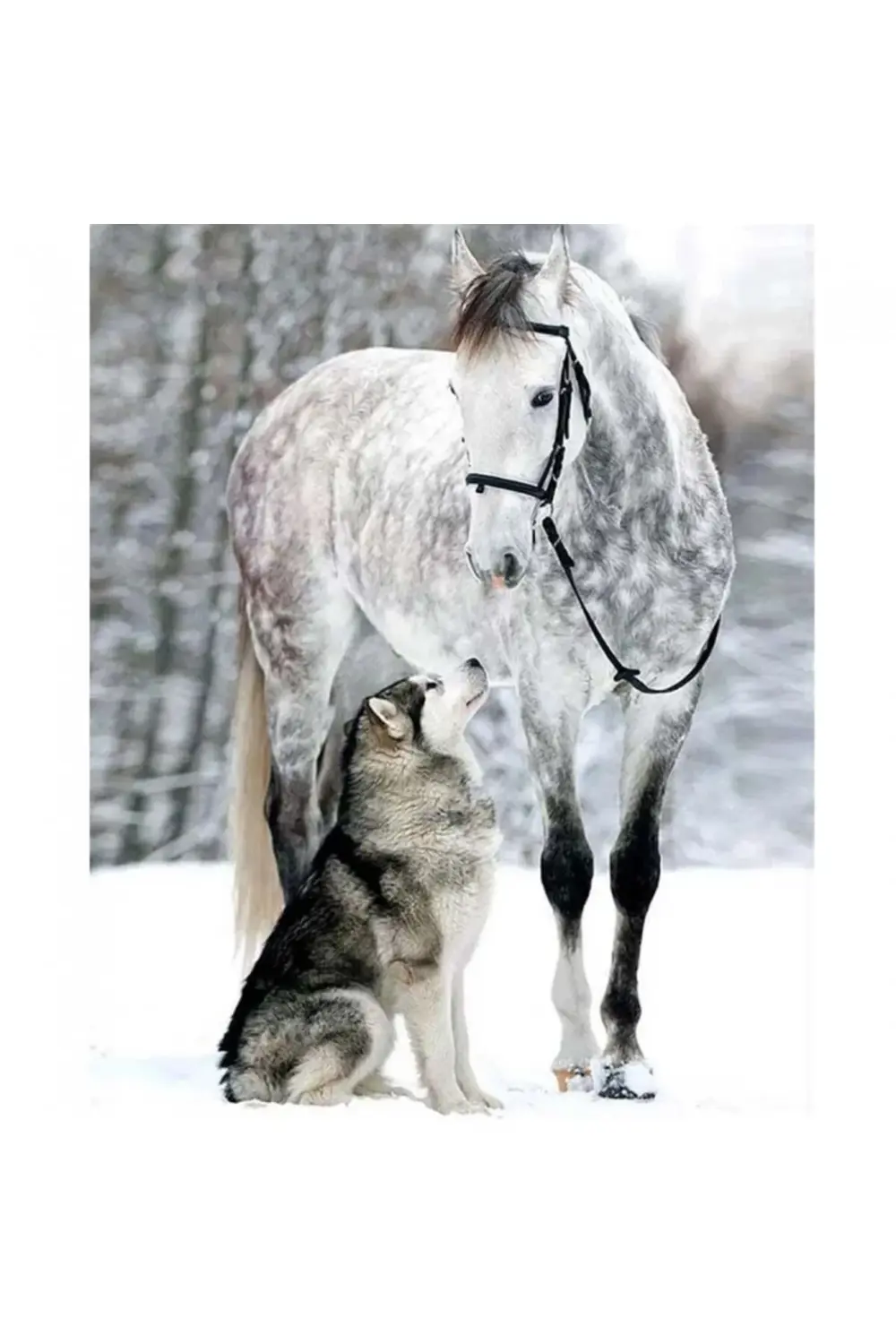 Canvas Kurt Ve Atın Dostluğu Sayılarla Boyama Seti KASNAKLI DUVAR