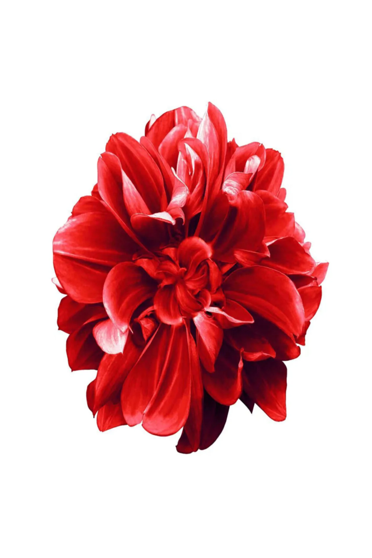 Canvas Sade Çiçekler 2 Sayılarla Boyama Seti Kasnaklı