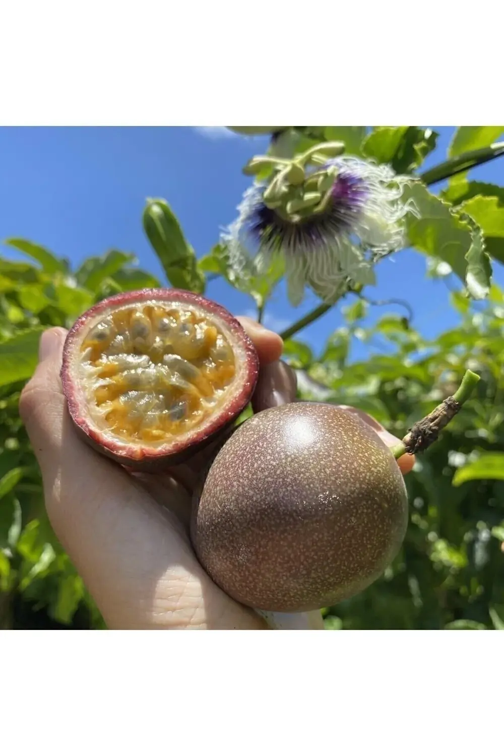 Çarkıfelek Meyvesi, 1 Kg Pasiflora, Passiflora, Passion Fruit, Aş