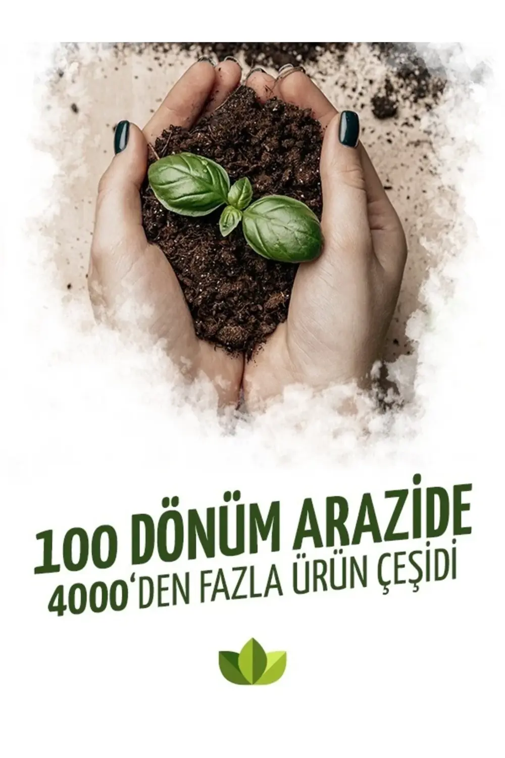 Çarkıfelek Saat Çiçeği 150cm-200cm