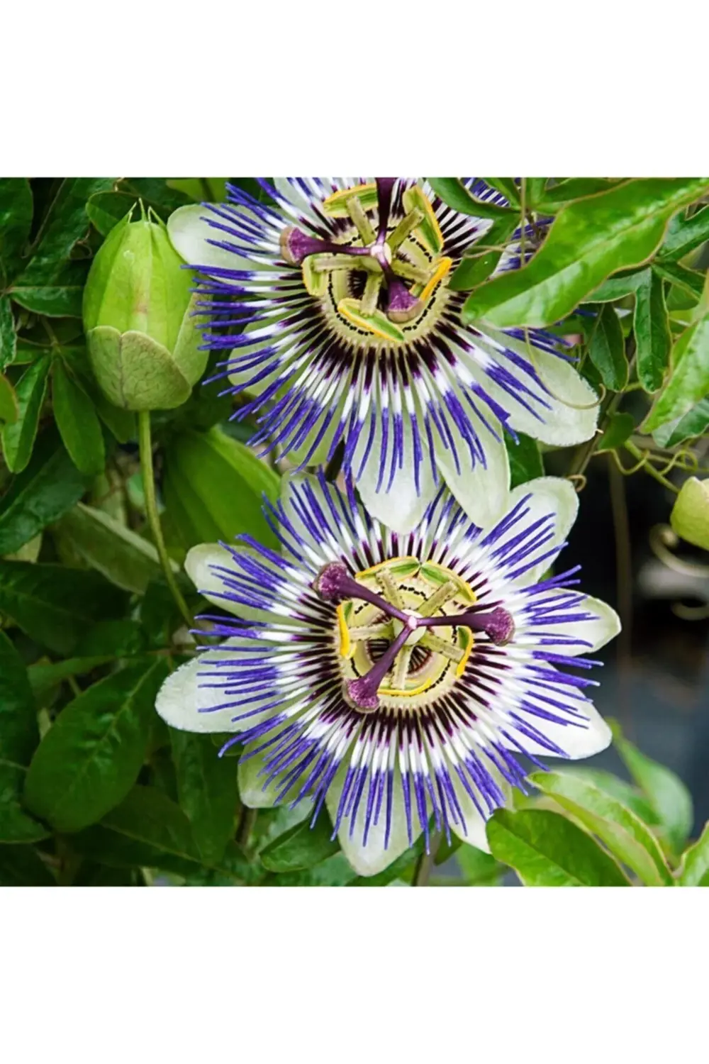 Çarkıfelek Saat Çiçeği Pasiflora Fidanı 150 Cm 200cm