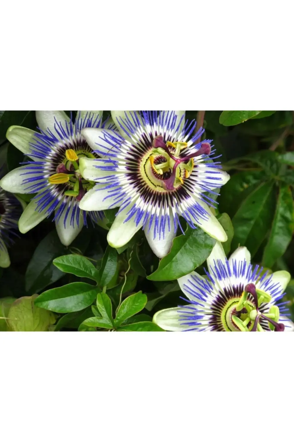 Çarkıfelek Saat Çiçeği Pasiflora Fidanı 150 Cm 200cm