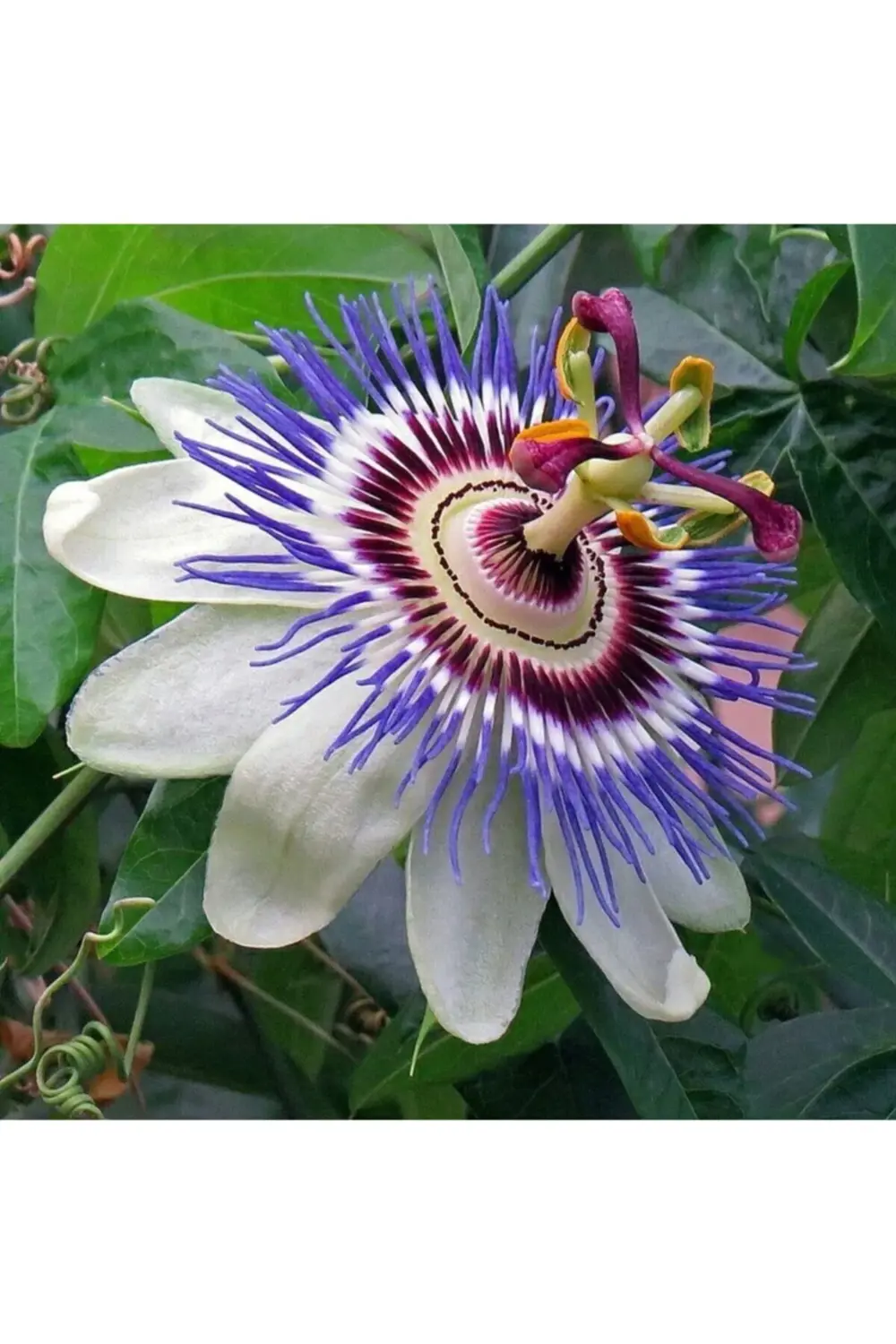 Çarkıfelek Saat Çiçeği Pasiflora Fidanı 150 Cm 200cm