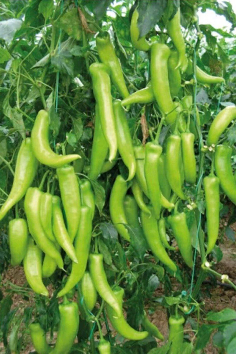 Çarliston Biber Tohumu 10 Gr — Bahçende Kolay Yetiştir Fiyatı, Yorumları ve Özellikleri