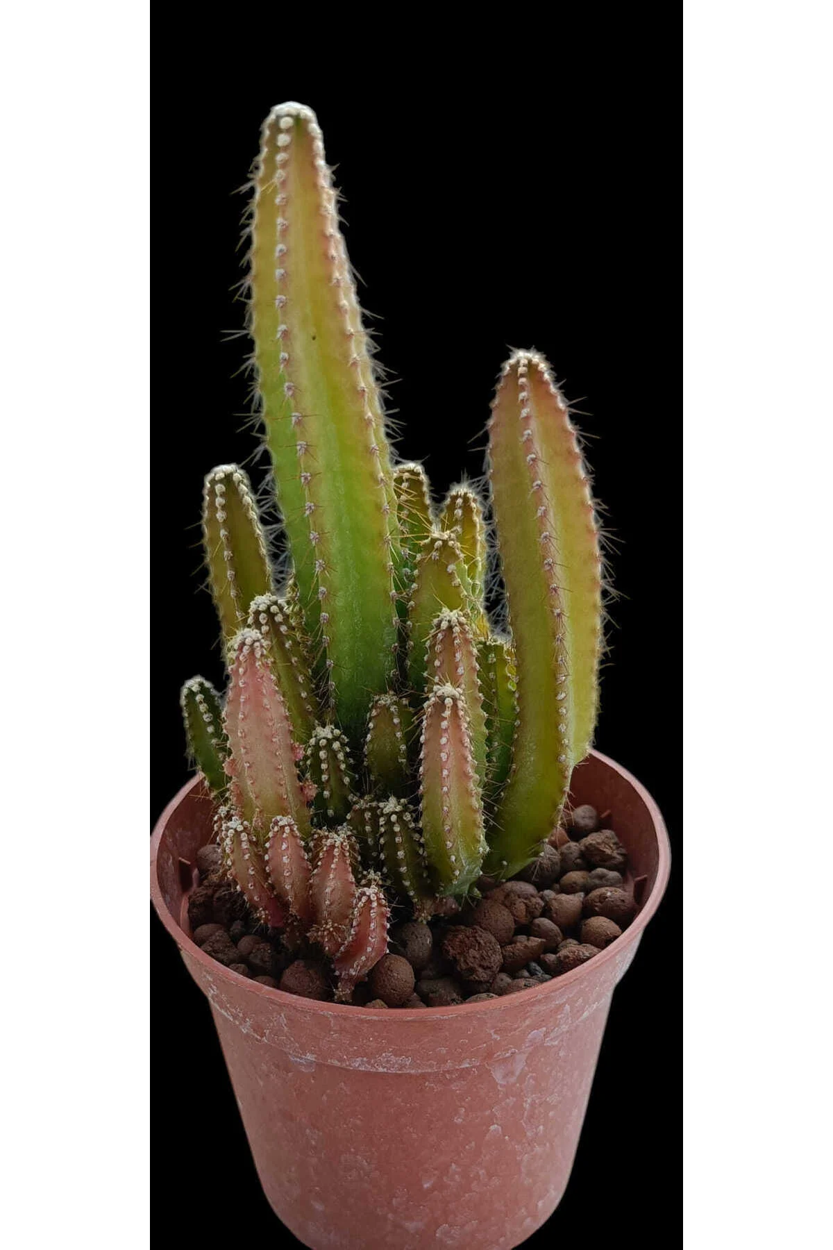 Cereus Peruvianus-8,5 cm saksı-ref 24Ç/35