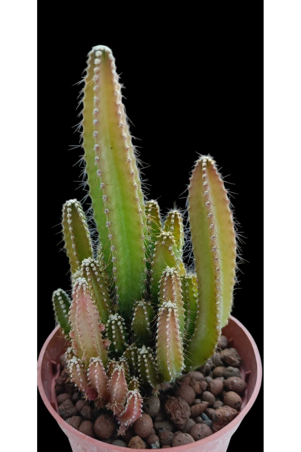 Cereus Peruvianus-8,5 cm saksı-ref 24Ç/35