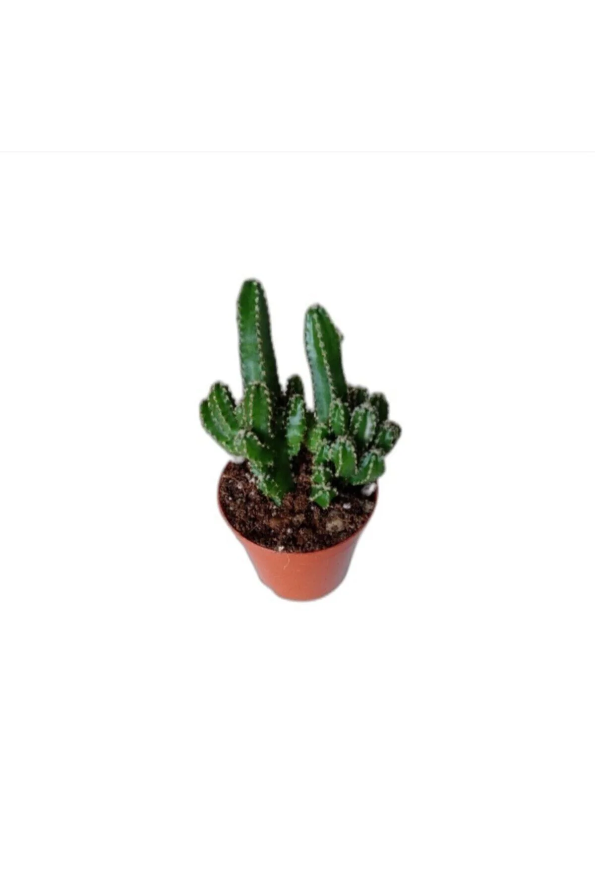 Cereus Peruvianus-cok Yavrulu Radyasyon Emici Kaktus