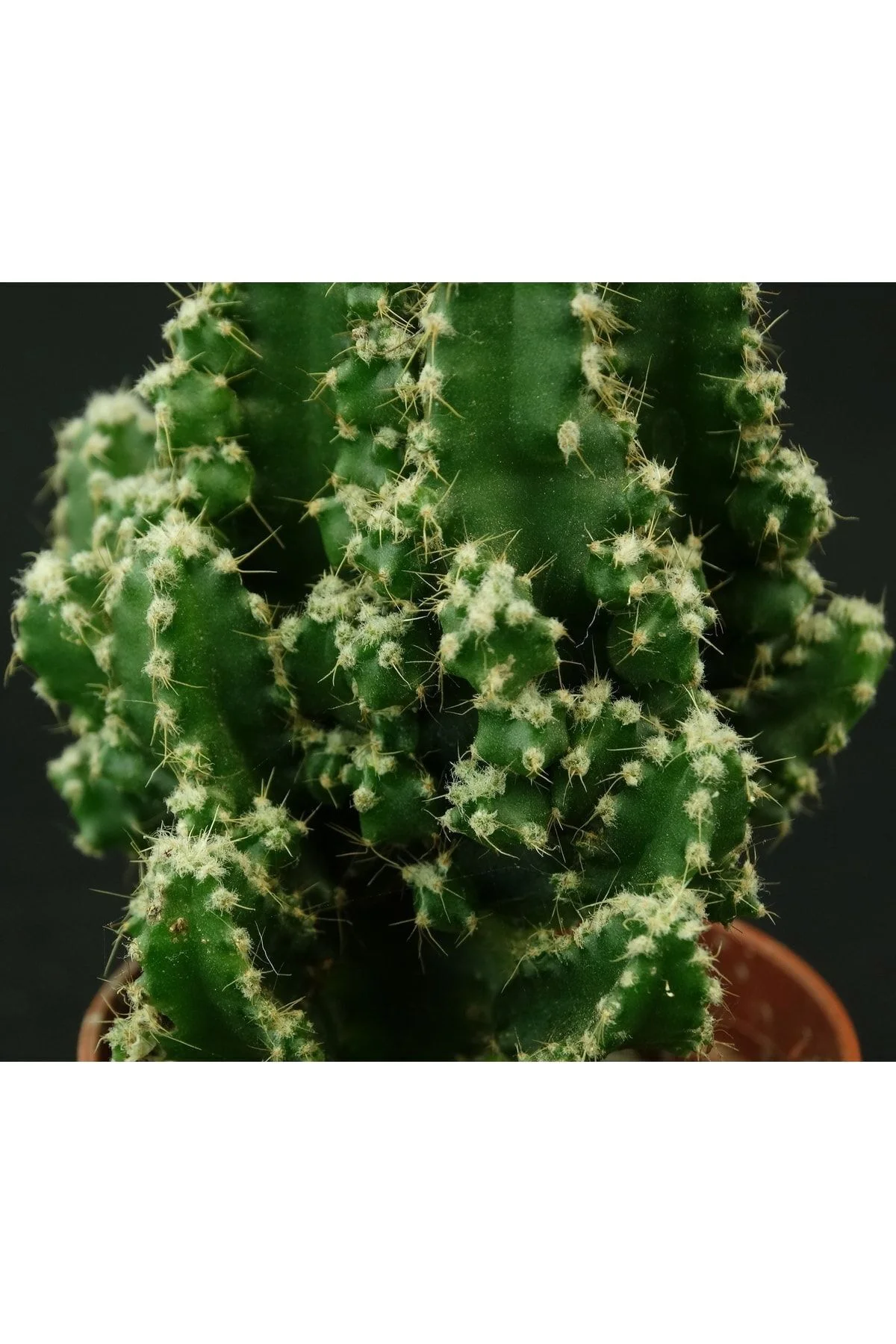 Cereus Peruvianus - Fairy Castle, Peri Kalesi - Kaktüs