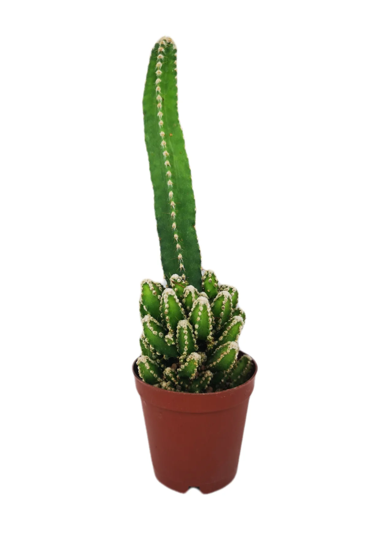 Cereus Peruvianus Florida Peri Kalesi Kaktüs Cereus Peruvianus Florida Peri Kalesi Kaktüs