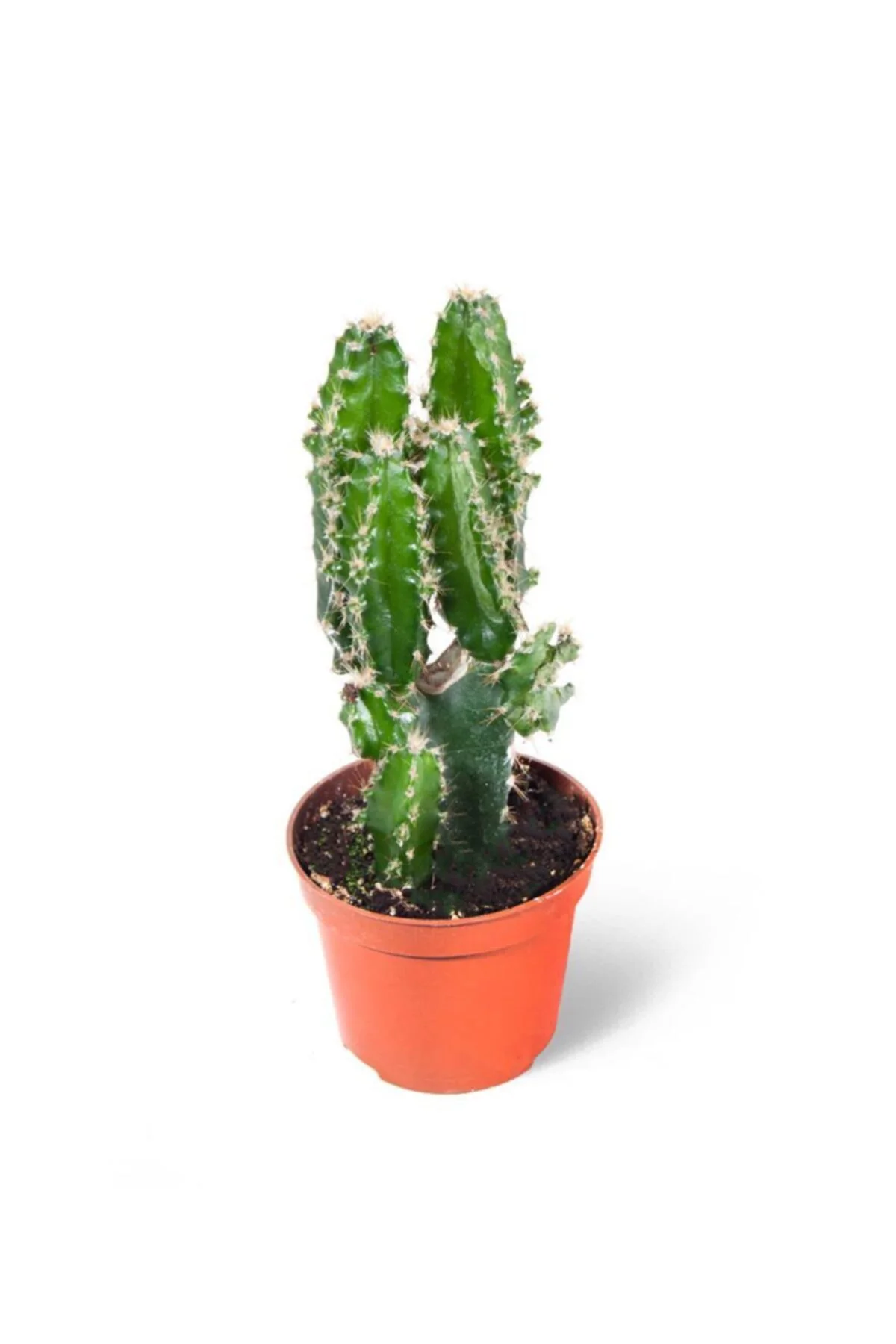 Cereus Peruvianus Florida Sütun Radyasyon Emici Kaktüs 5,5 Cm Sak