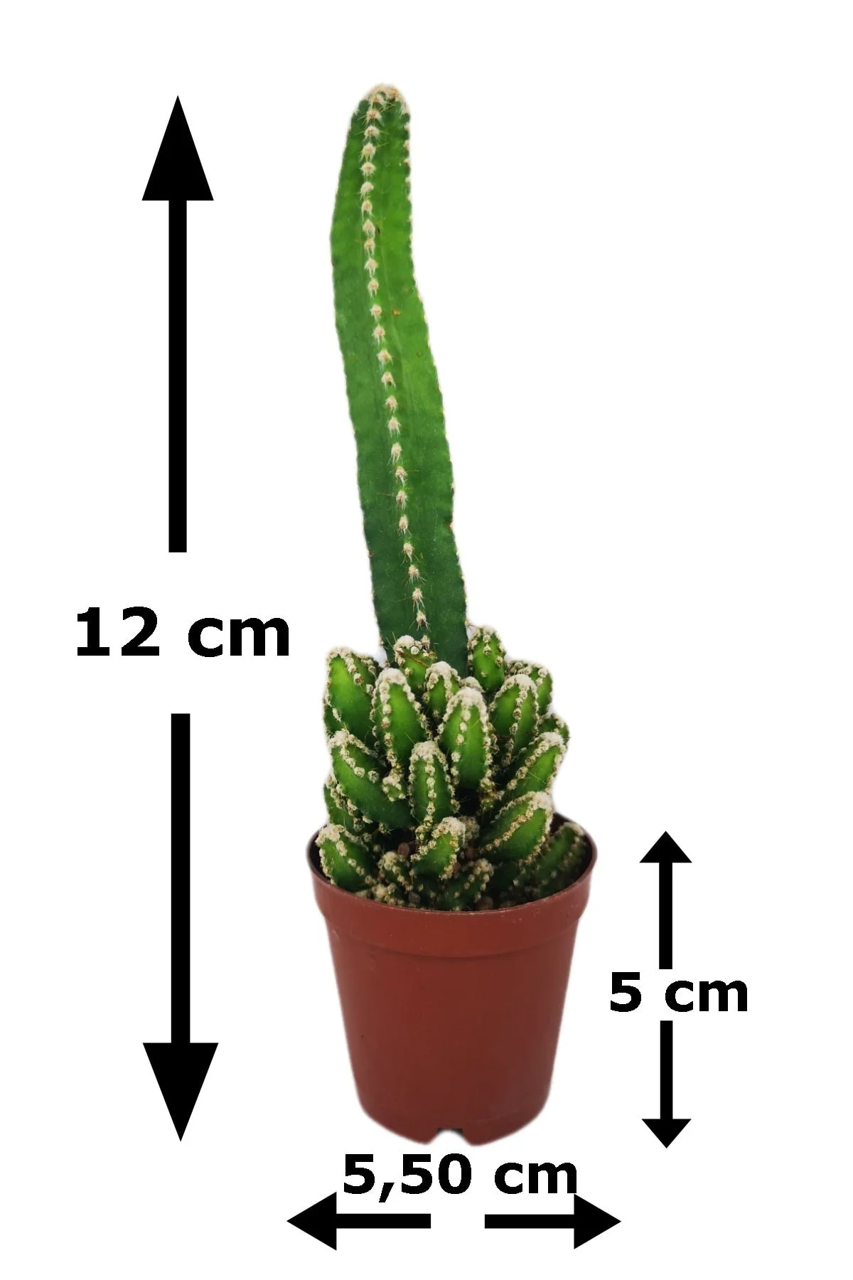 Cereus Peruvianus Florida Peri Kalesi Kaktüs Cereus Peruvianus Florida Peri Kalesi Kaktüs