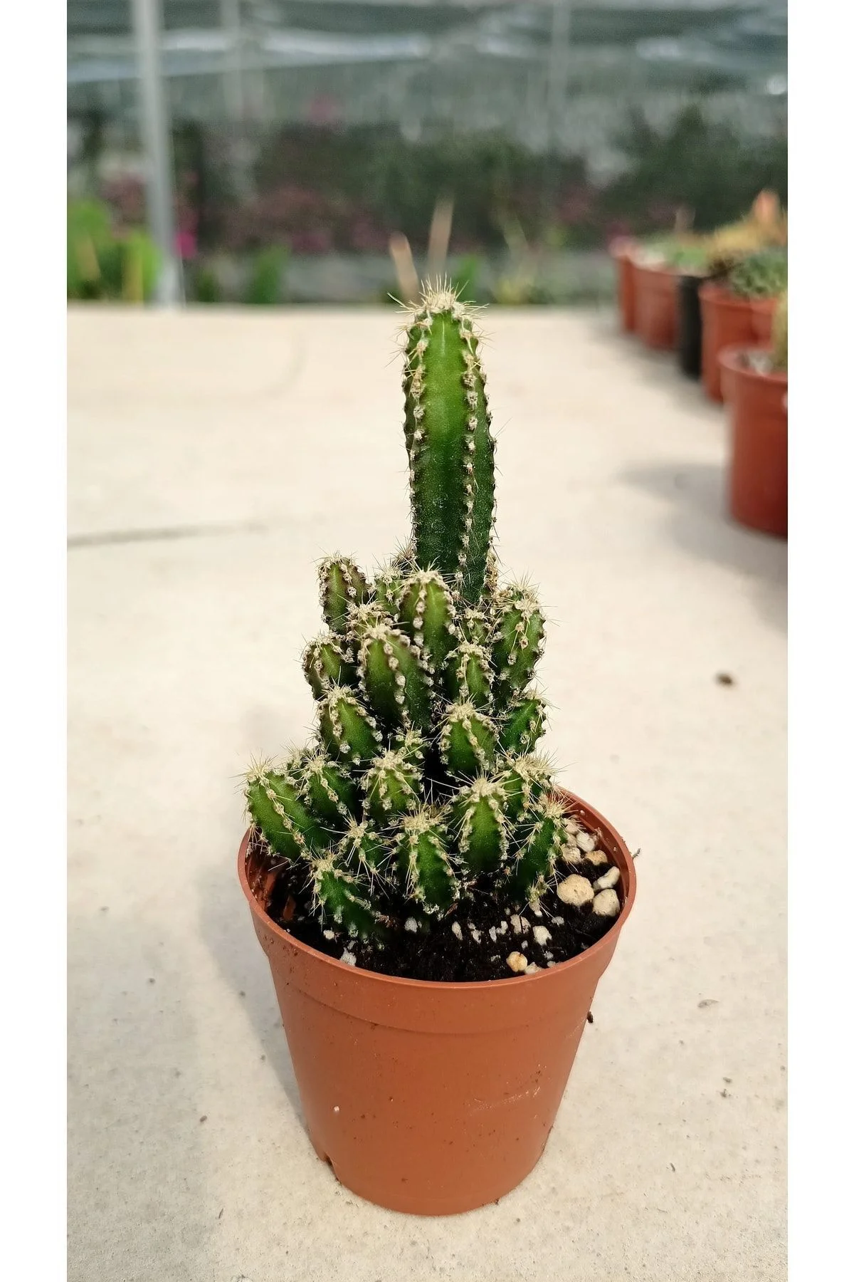 Cereus Peruvianus Florida Kaktüs- Perili Şato - Radyasyon Emici Kaktüs Sukulent - 5.5cm