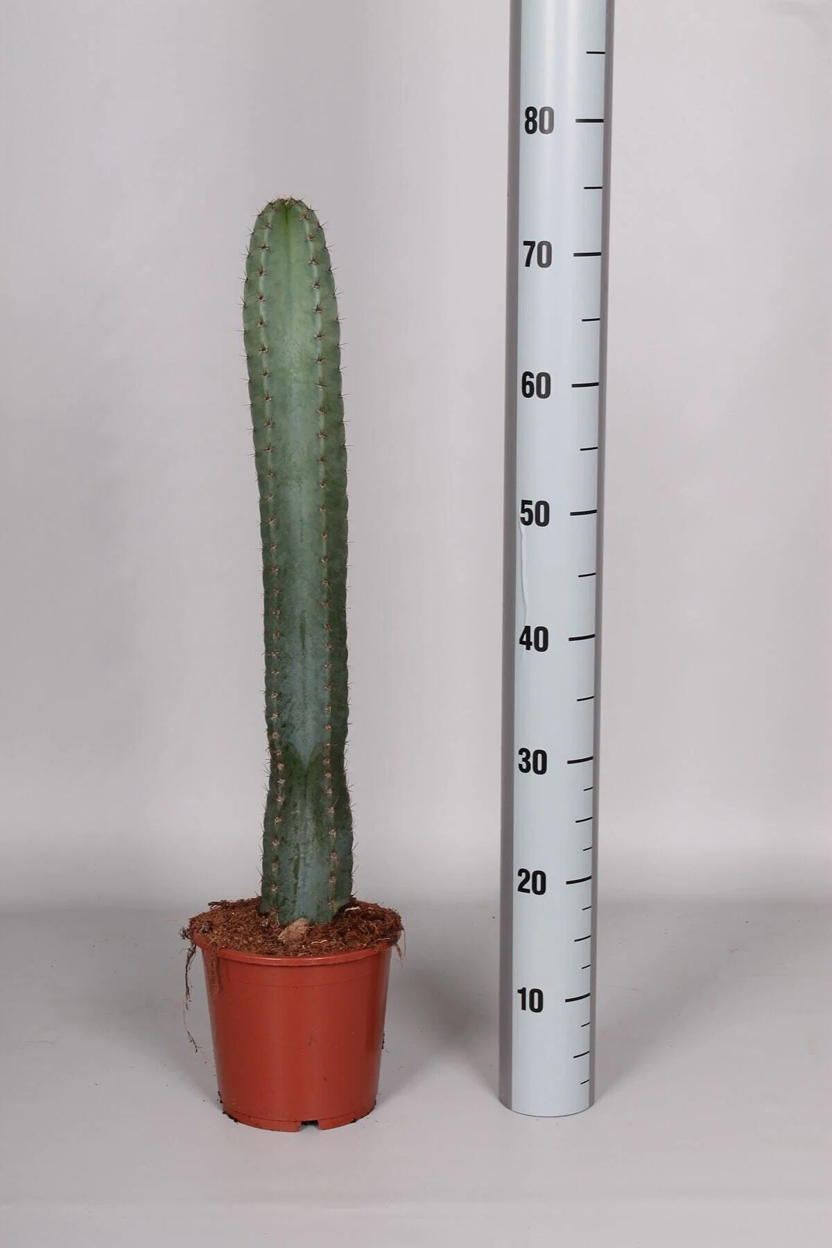 Cereus Peruvianus ( Özel Tür Sınırlı Koleksiyon Kaktüs ) Cereus Peruvianus ( Özel Tür Sınırlı Koleksiyon Kaktüs )