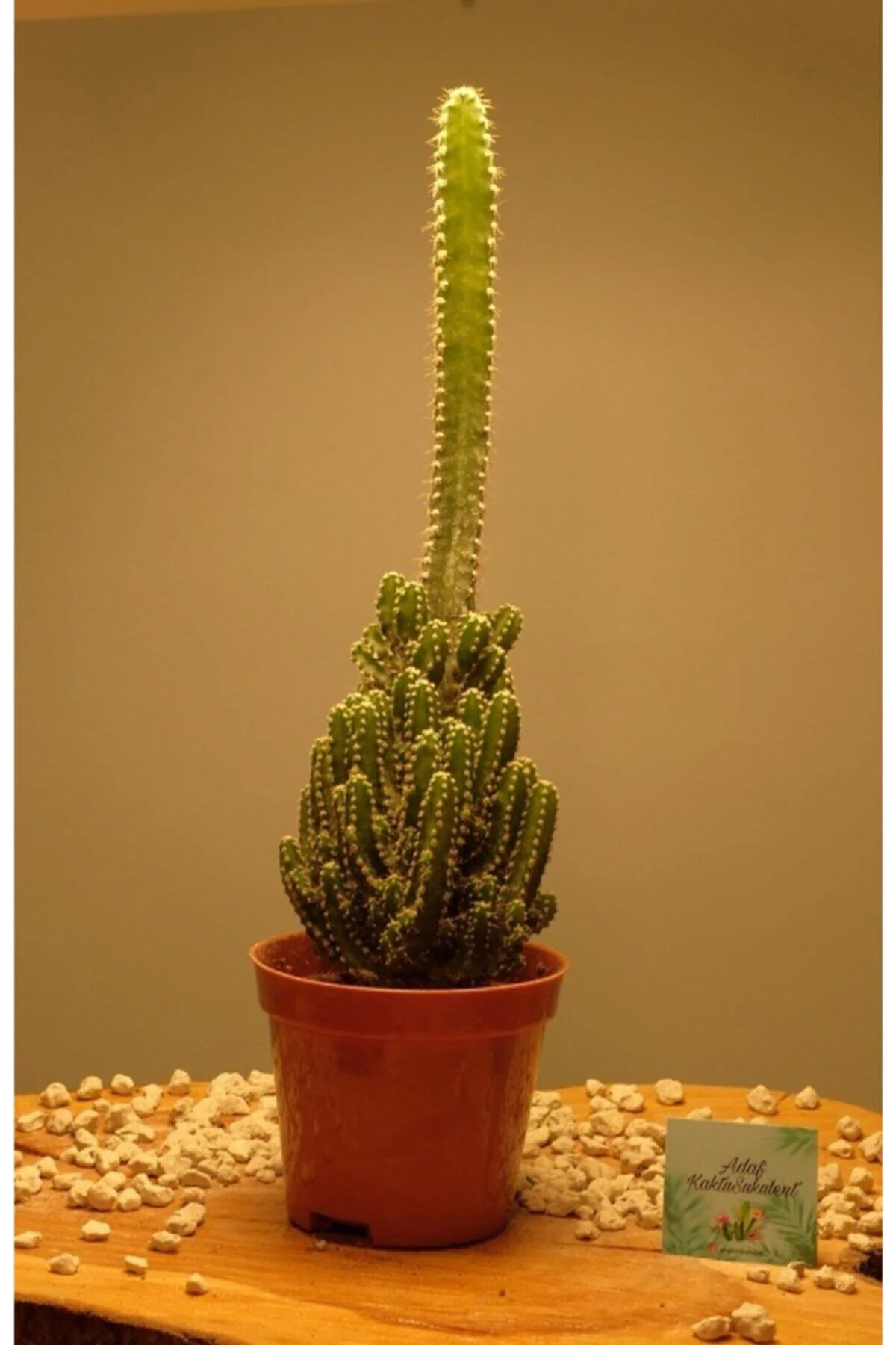 Cereus Peruvianus Paolina Radyosyon Emici Kaktüs Cereus Peruvianus Paolina Radyosyon Emici Kaktüs