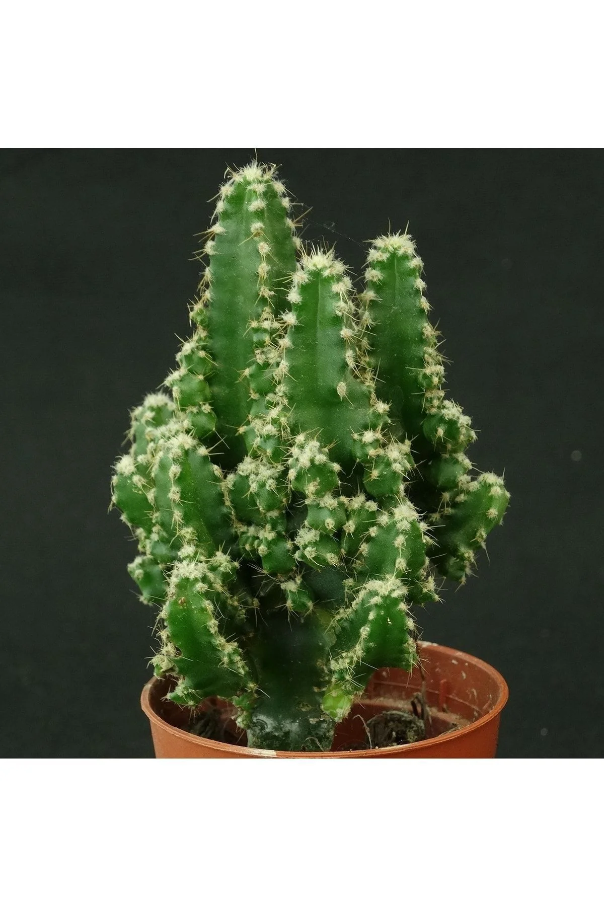 Cereus Peruvianus - Peri Kalesi - Kaktüs