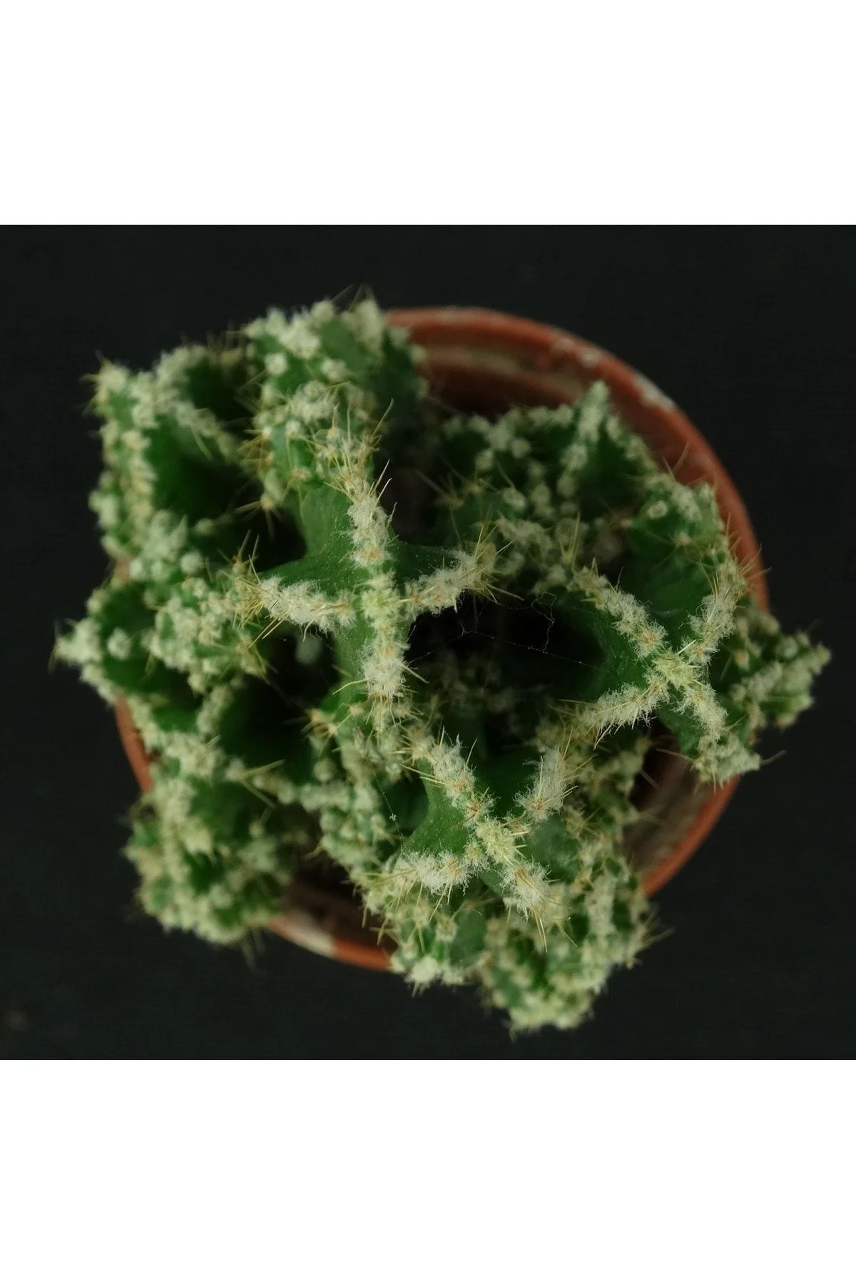 Cereus Peruvianus - Peri Kalesi - Kaktüs