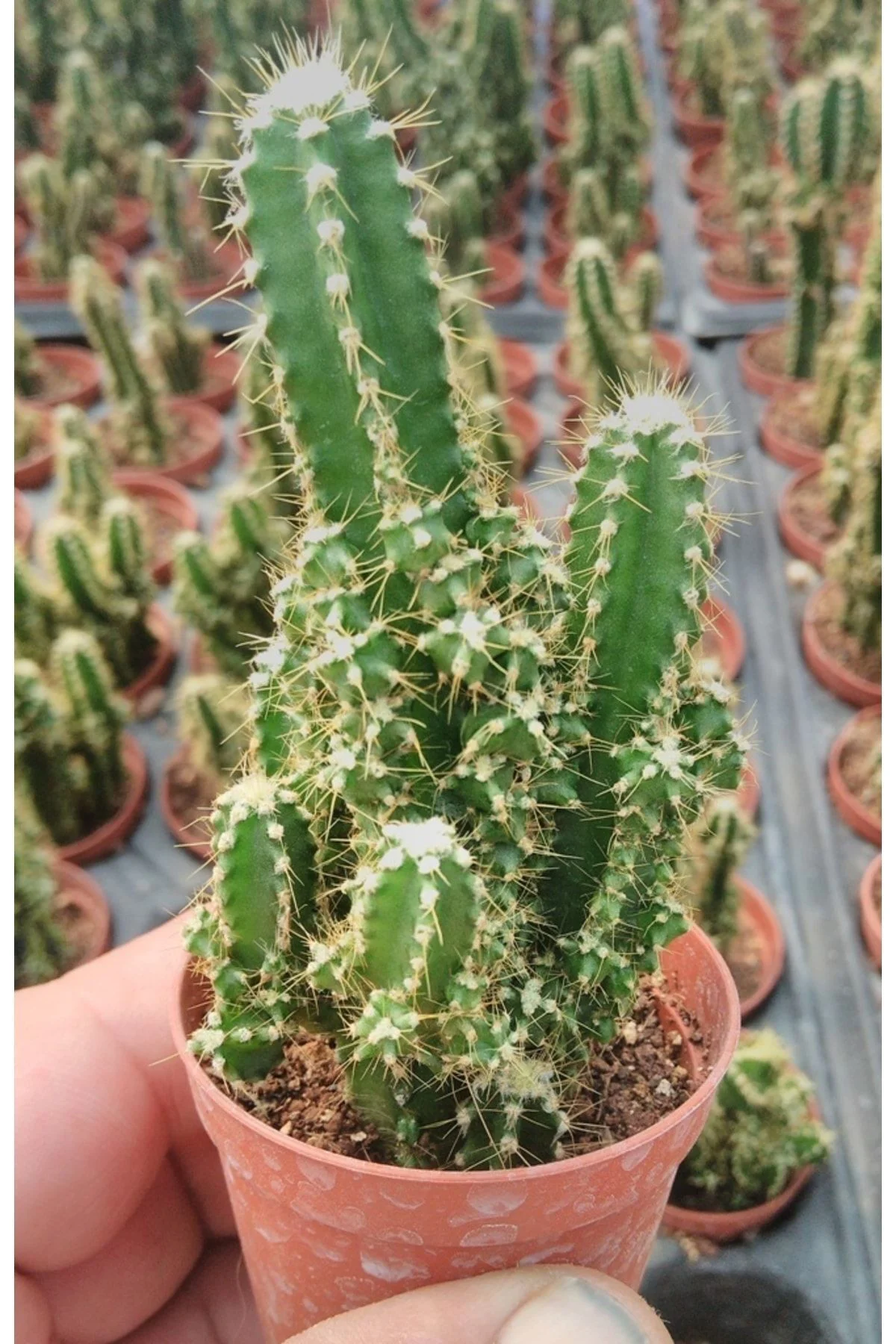 Cereus Peruvianus - Peri Kalesi - Kaktüs
