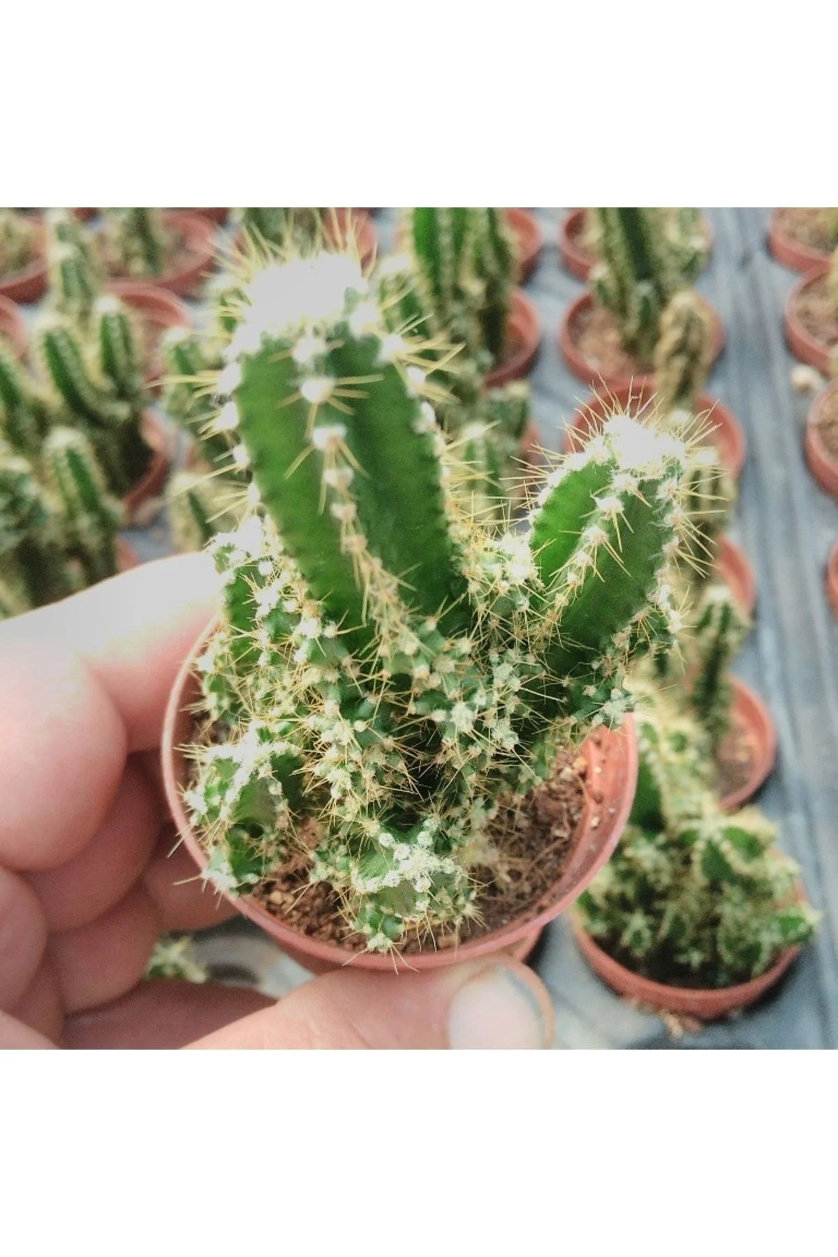 Cereus Peruvianus - Peri Kalesi - Kaktüs