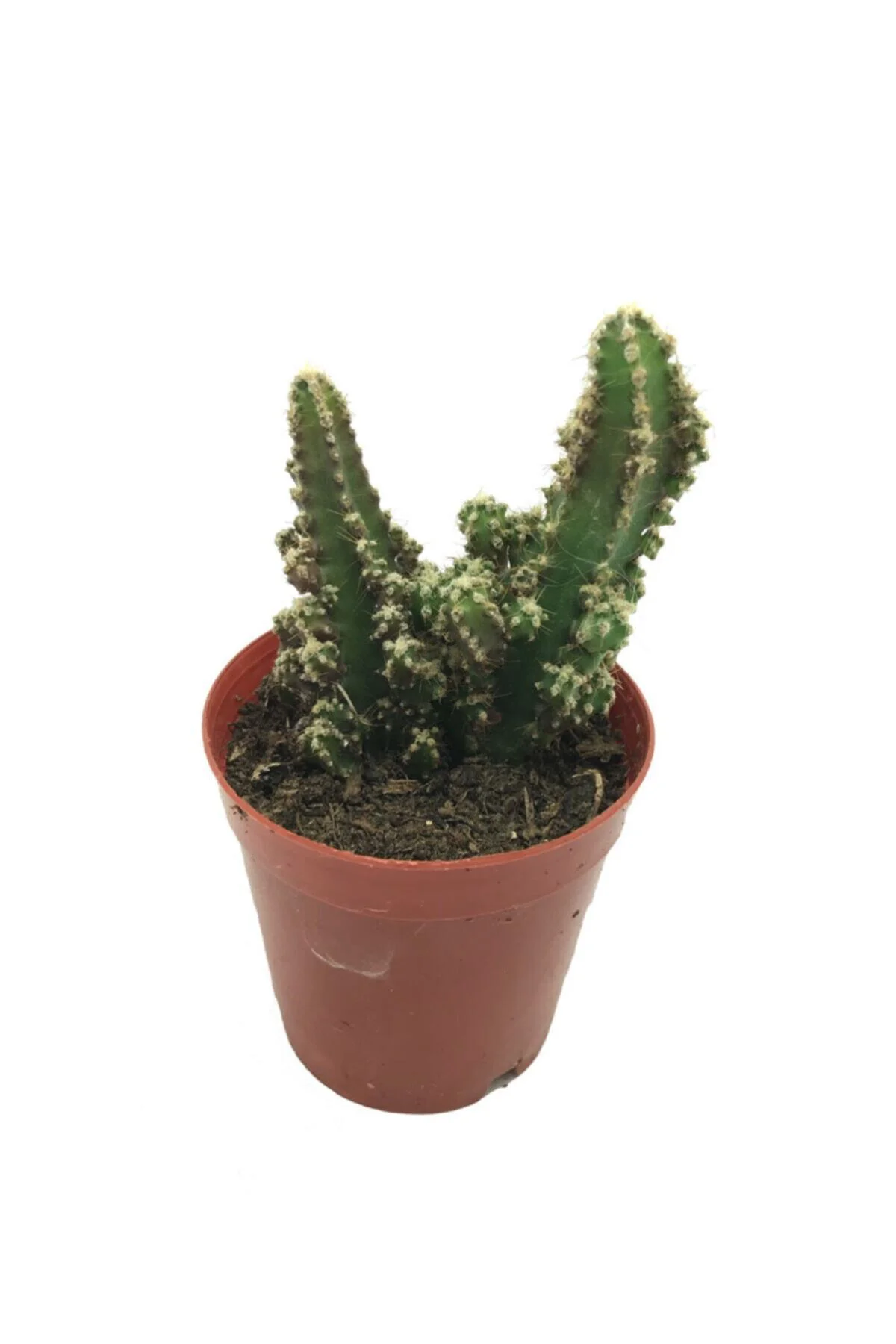 Cereus Peruvianus - Radyasyon Emici Kaktüs Cereus Peruvianus - Radyasyon Emici Kaktüs