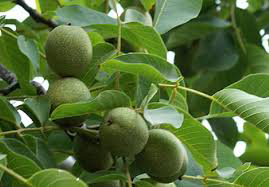 Ceviz 17331 Bahçemizden İnce Kabuklu Kolayca kırılır Chandler Doğ Ceviz 17331 Bahçemizden İnce Kabuklu Kolayca kırılır Chandler Doğ