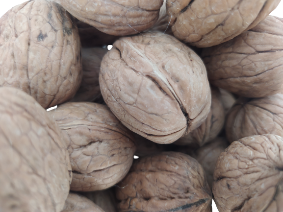 Ceviz 17332 Bahçemizden Ince Kabuk Kolayca Kırılır Chandler Doğal Ceviz 17332 Bahçemizden Ince Kabuk Kolayca Kırılır Chandler Doğal