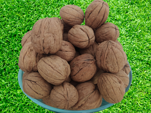 Ceviz 17333 Bahçemizden İnce Kabuklu Kolayca kırılır Chandler Doğ