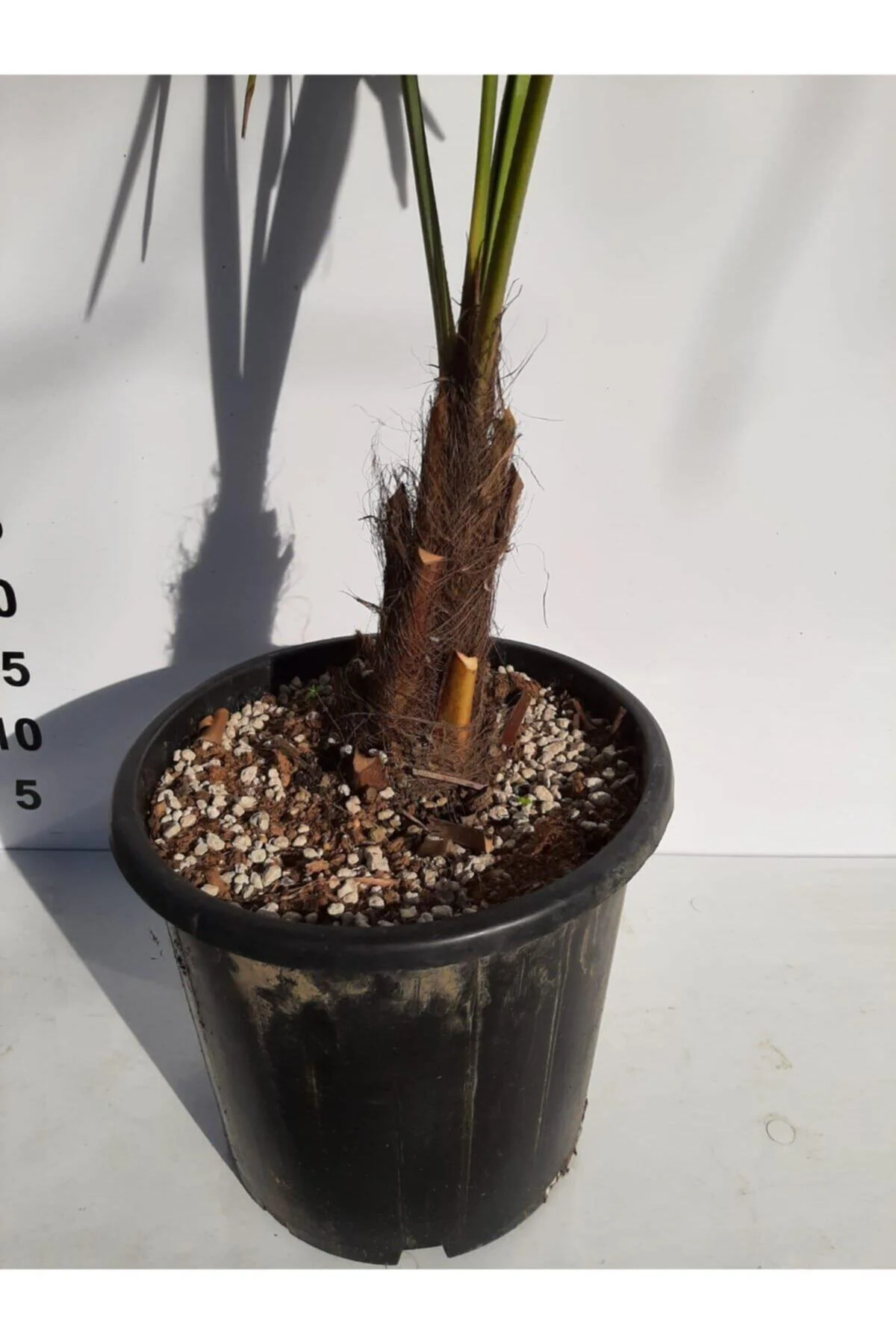 Chamaerops Excelsa Tüylü Palmiye 80 100 cm Chamaerops Excelsa Tüylü Palmiye 80 100 cm - Görsel 3